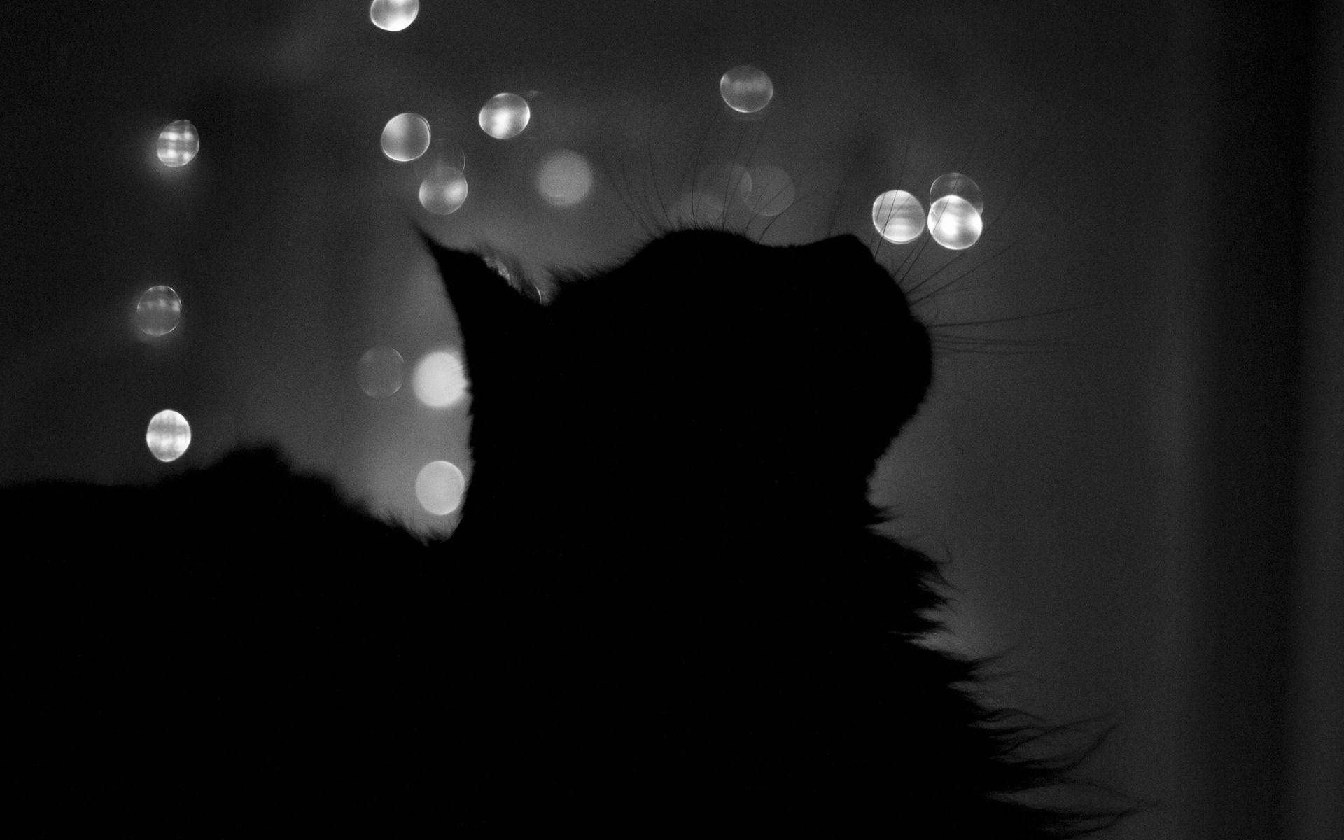 Silueta de Gato Negro Fondos de pantalla