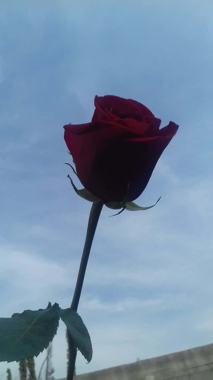 Silueta de Rosa Estética Vintage Grunge Fondos de pantalla