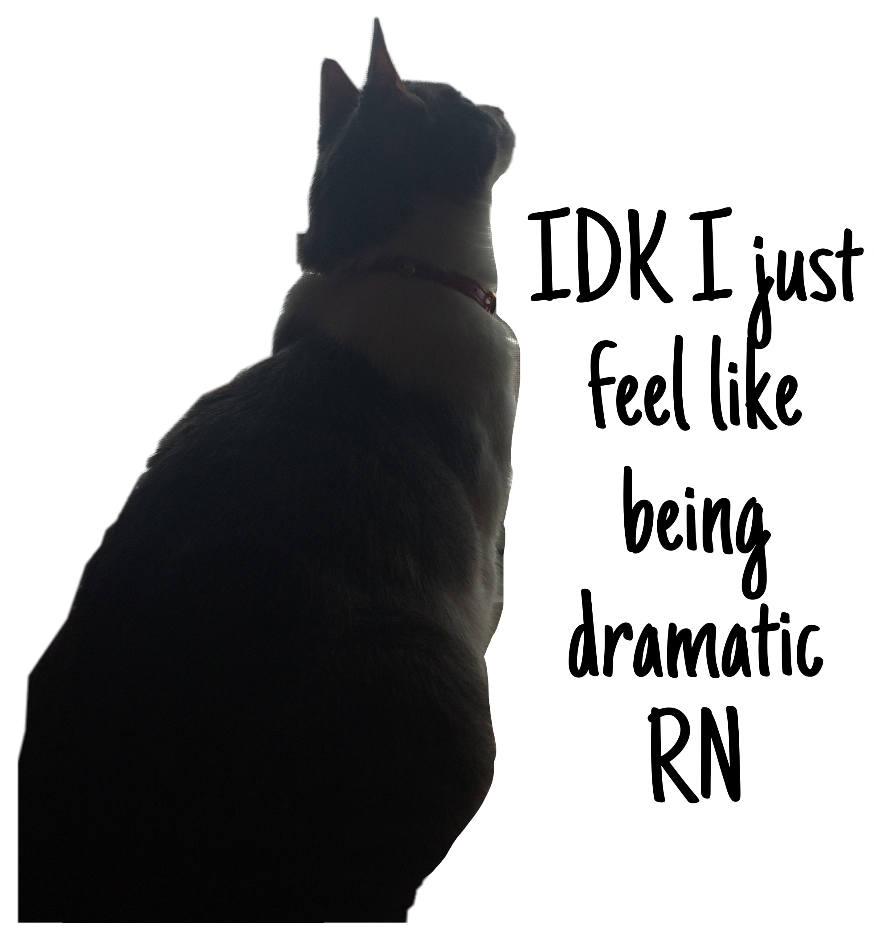 Silueta dramática de gato_ Meme Fondos de pantalla