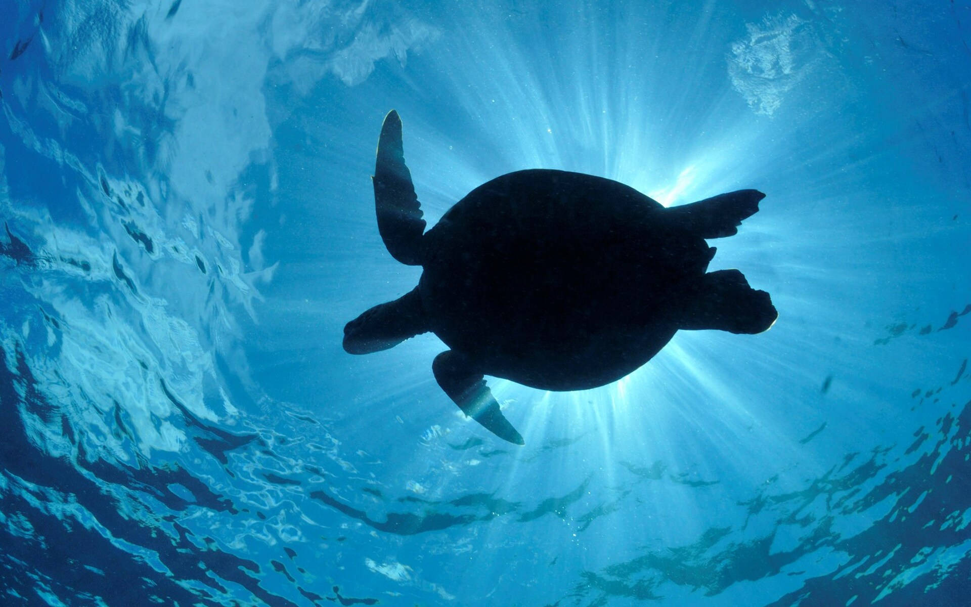 Silueta genial de tortuga bajo el agua Fondos de pantalla