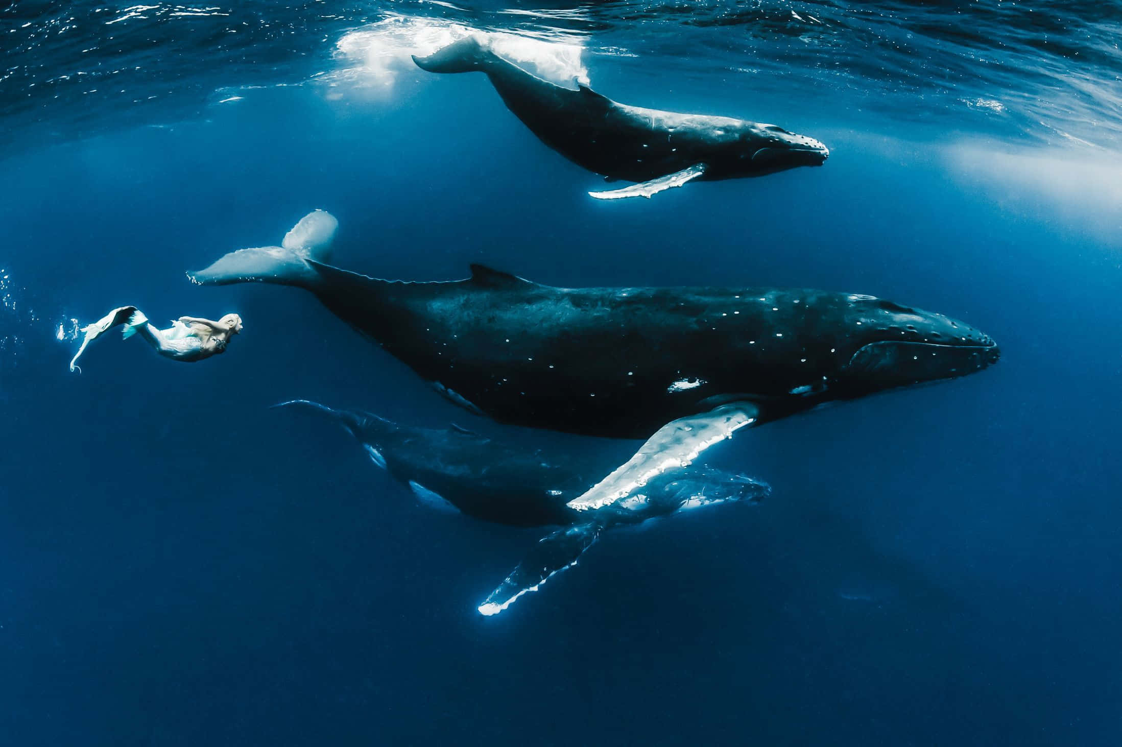 Sirena de la Vida Real con Ballenas Azules Fondos de pantalla