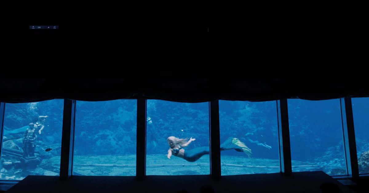 Sirena Real en Acuario Fondos de pantalla