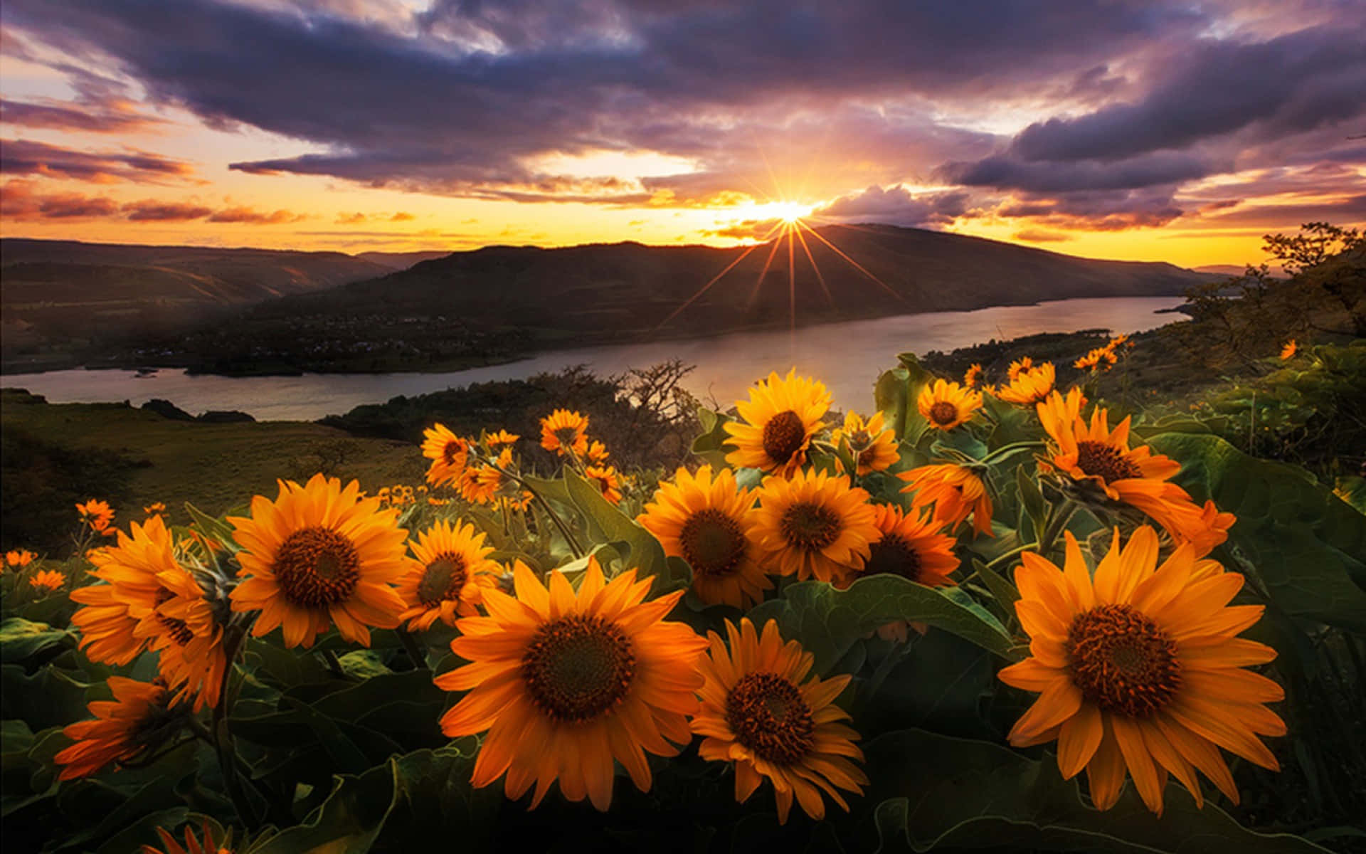 Sol con Girasoles Fondos de pantalla