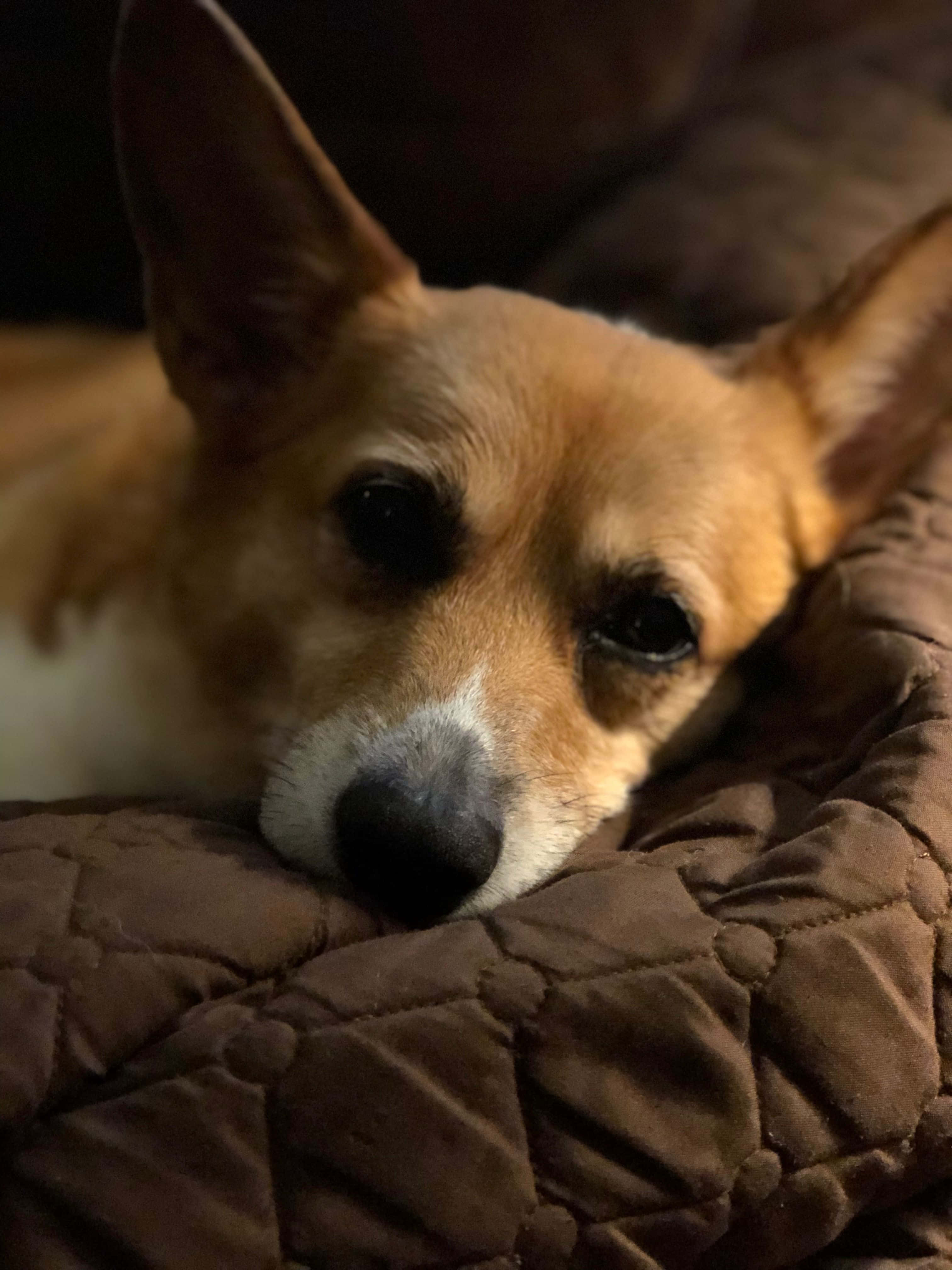 Solo un Corgi disfrutando el verano Fondos de pantalla