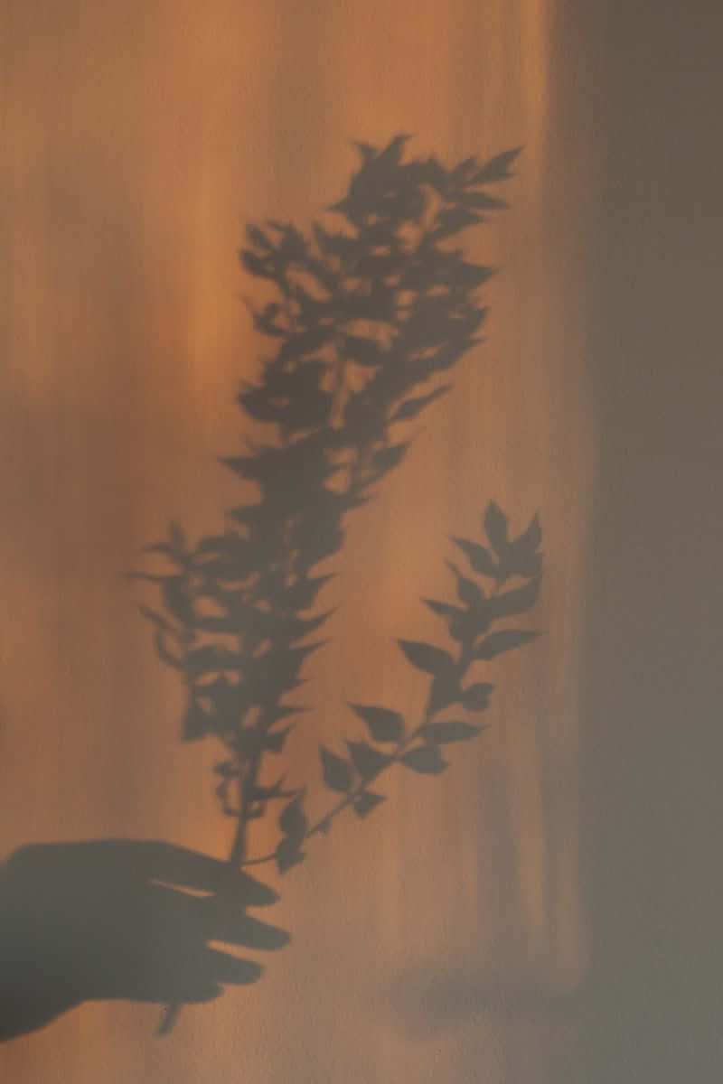 sombra de una hoja en la pared Fondos de pantalla
