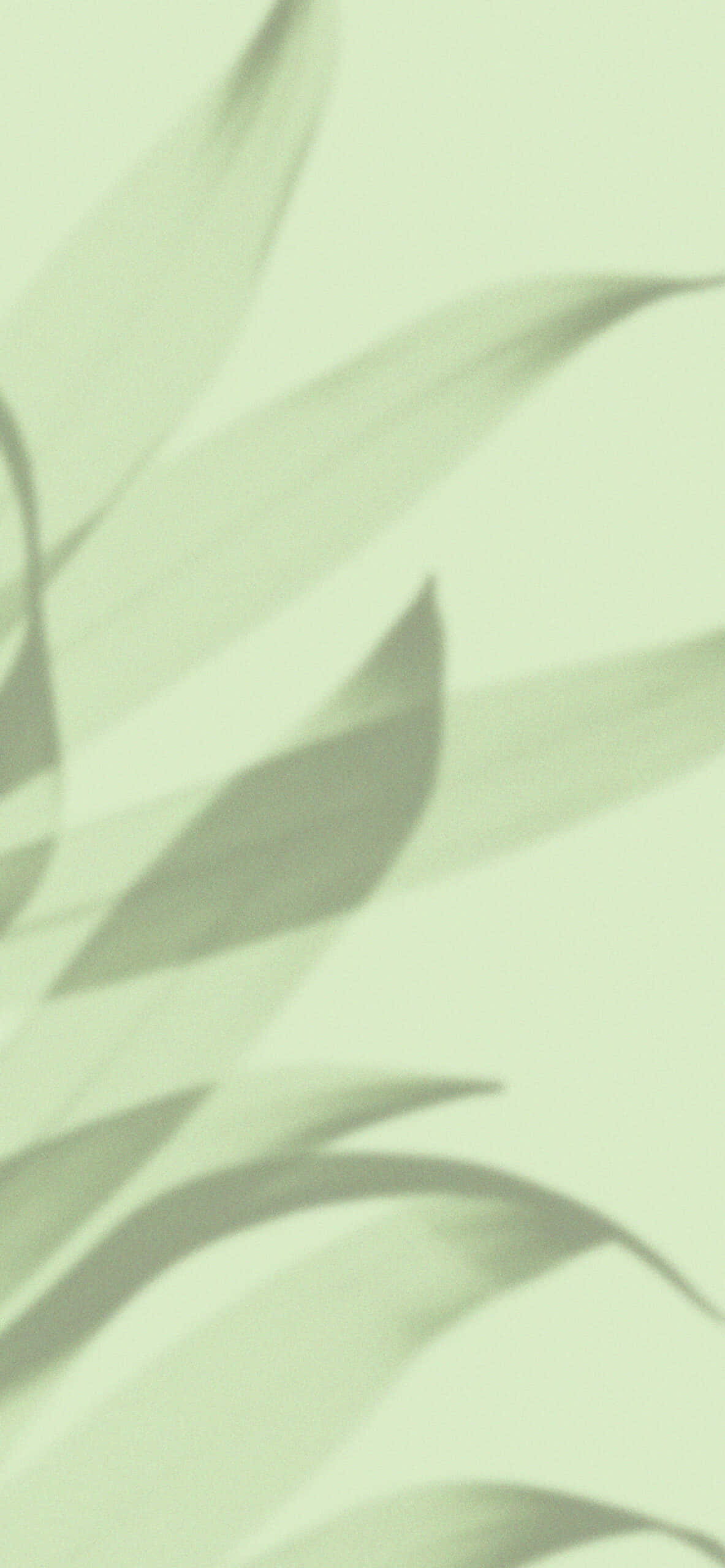 Sombras de hojas sobre fondo verde claro Fondos de pantalla