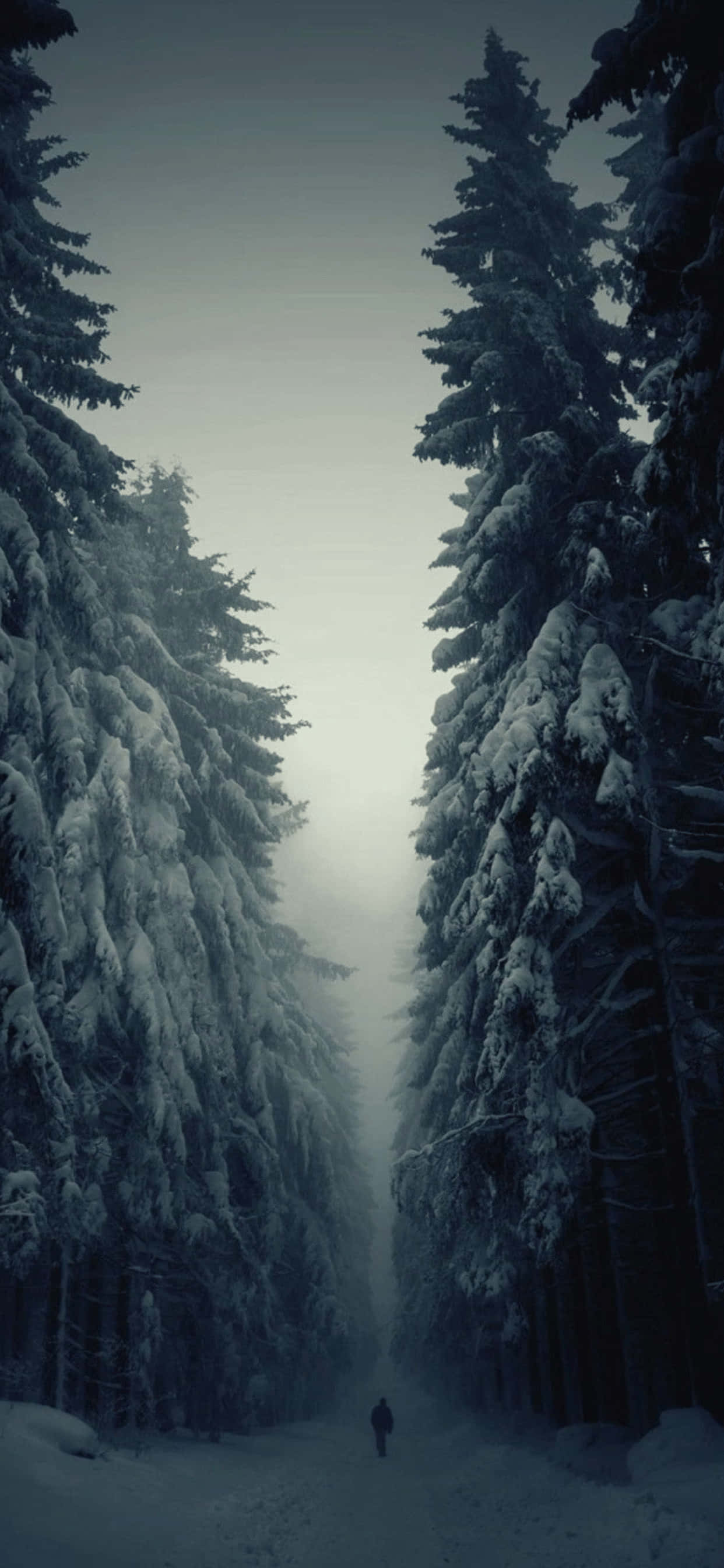 Sombríos pinos fondo de invierno para iPhone XS Max Fondos de pantalla