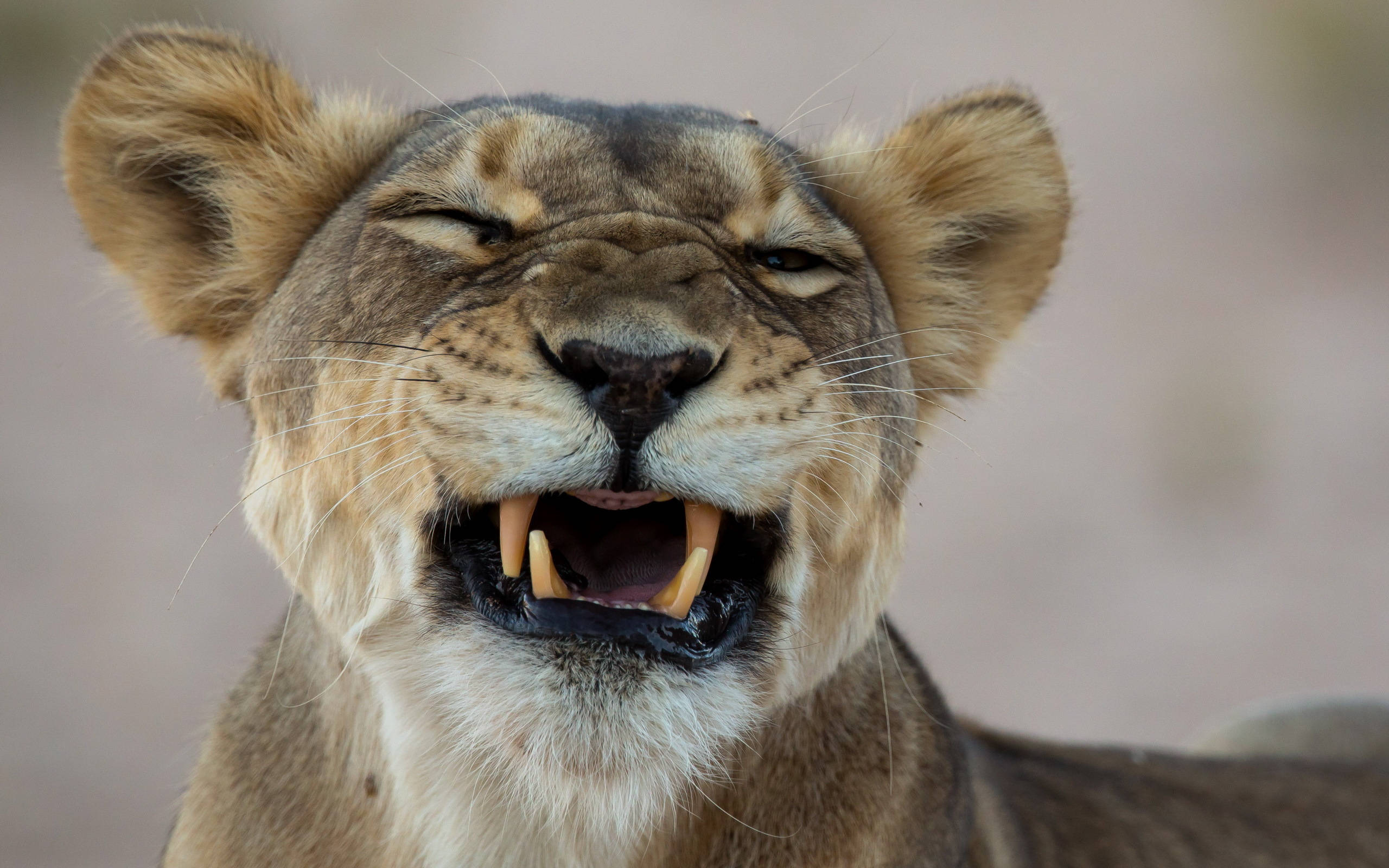 Sonrisa de León Tierno Fondos de pantalla