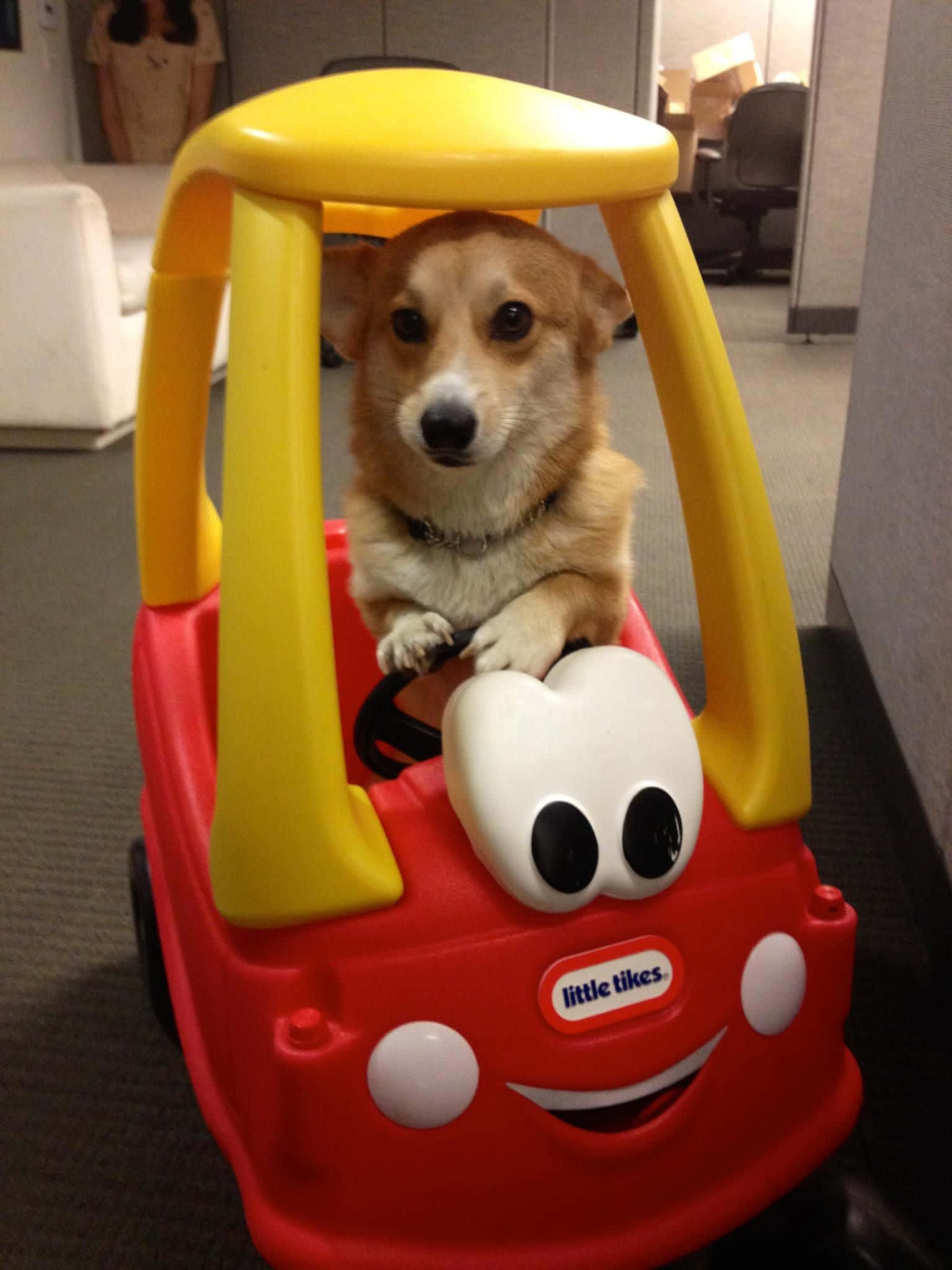Sonrisas de Corgi - La felicidad es una buena rasguñada de panza Fondos de pantalla
