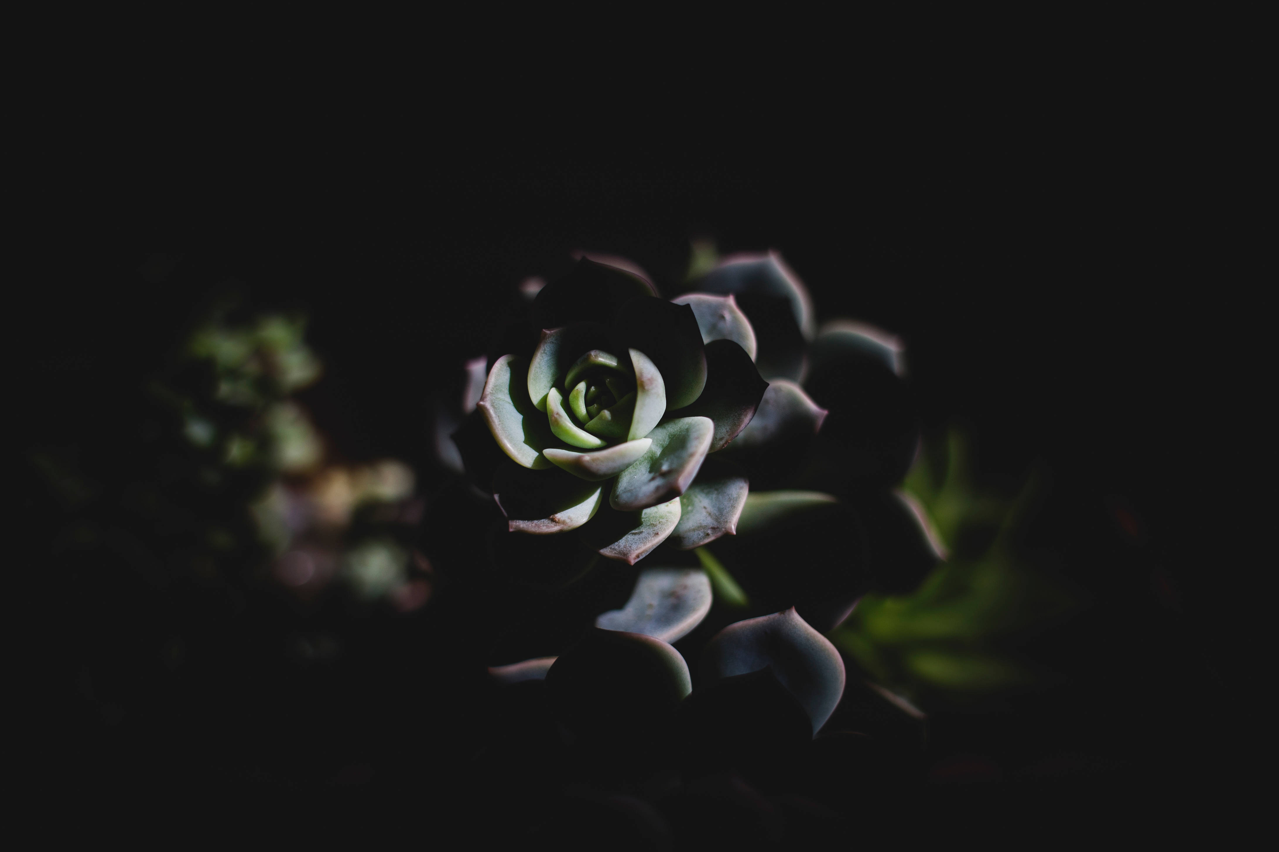 Suculenta Estética en Modo Oscuro Fondos de pantalla