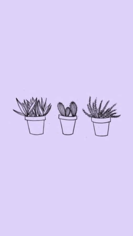 Suculentas Lavanda Púrpura Pastel Fondo Estético Fondos de pantalla