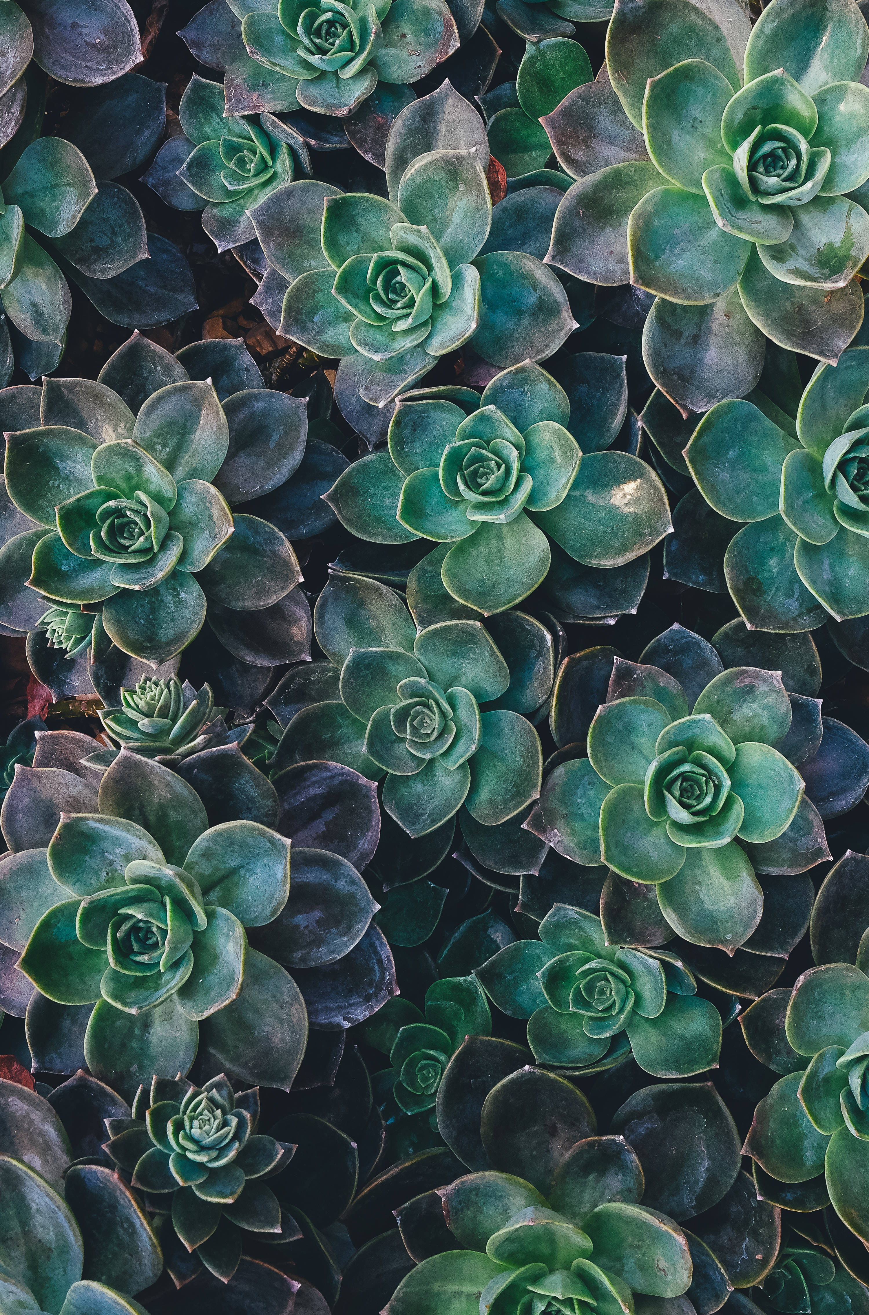 Suculentas Redmi 4K Fondos de pantalla