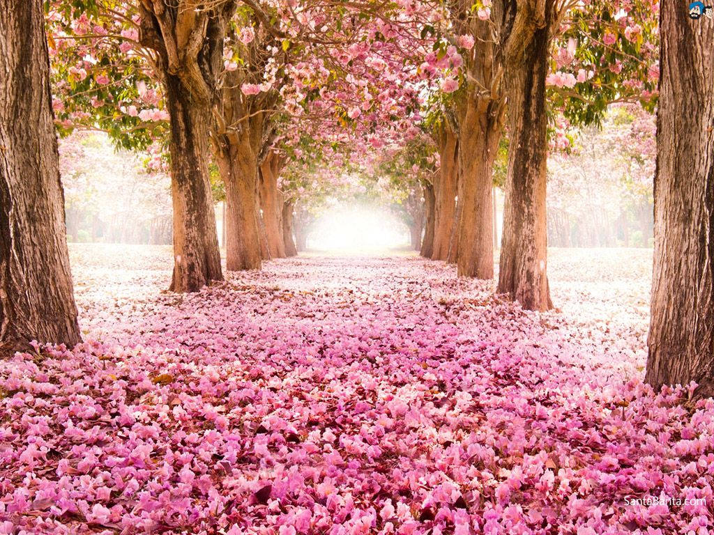 Fondo de Pantalla de Suelo Cubierto de Flores de Cerezo