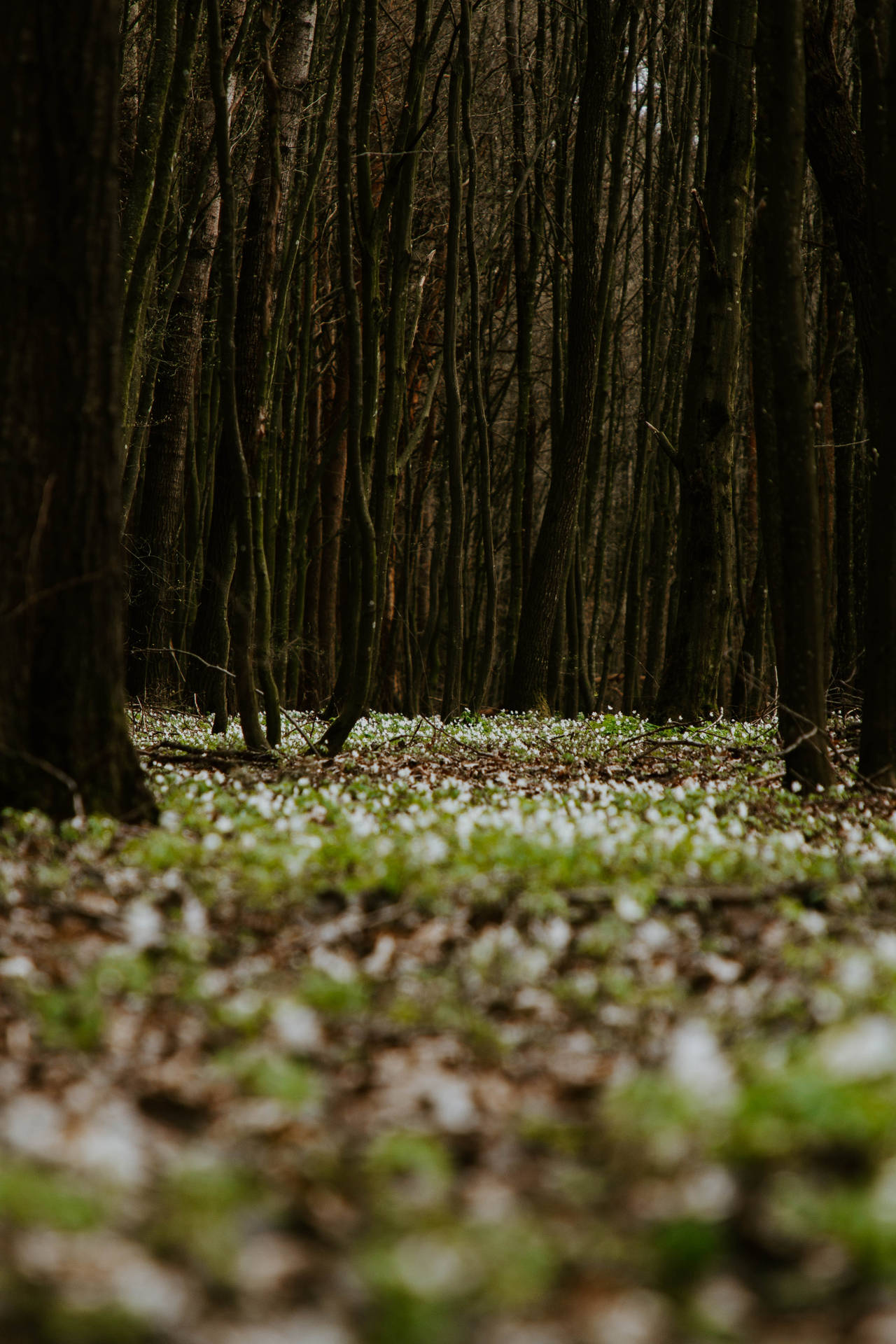 Fondo de pantalla de Suelo de Bosque Verde