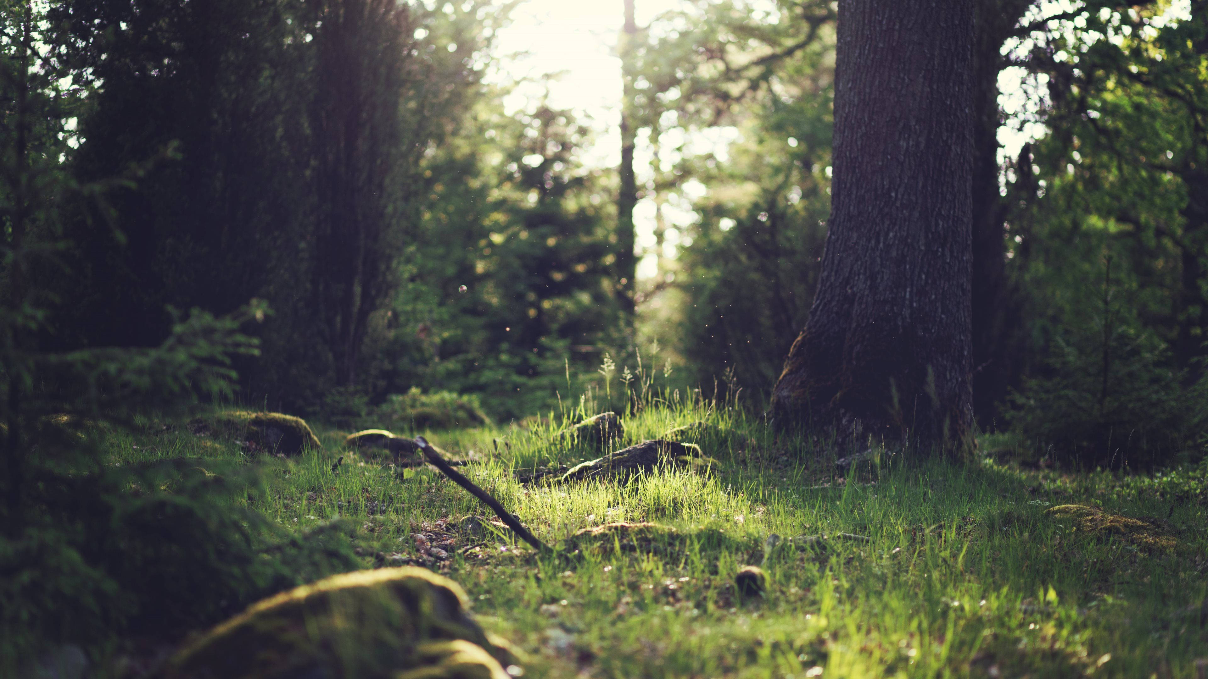 Suelos de Bosque en 4K Naturaleza Fondos de pantalla