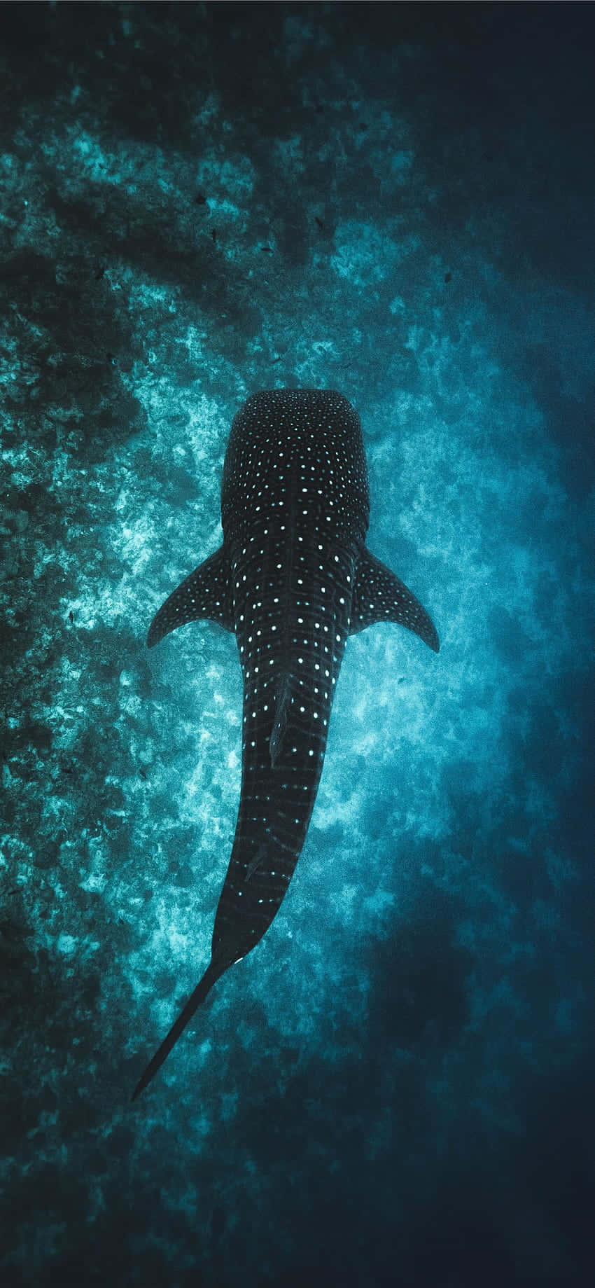 Sumérgete en la belleza del océano con nuestro Teléfono Estética Oceánica Fondos de pantalla