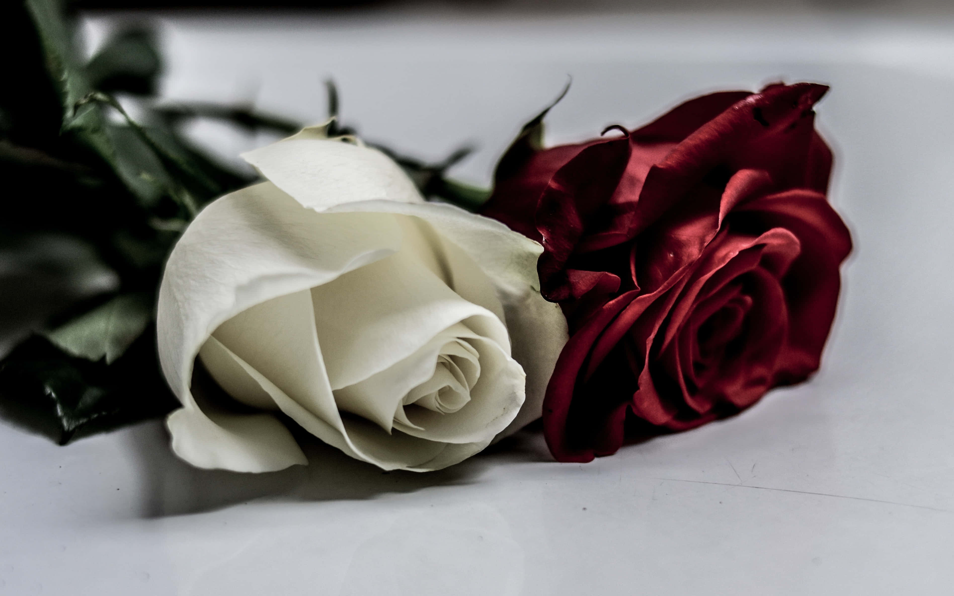Superficie blanca con rosas rojas y blancas Fondos de pantalla