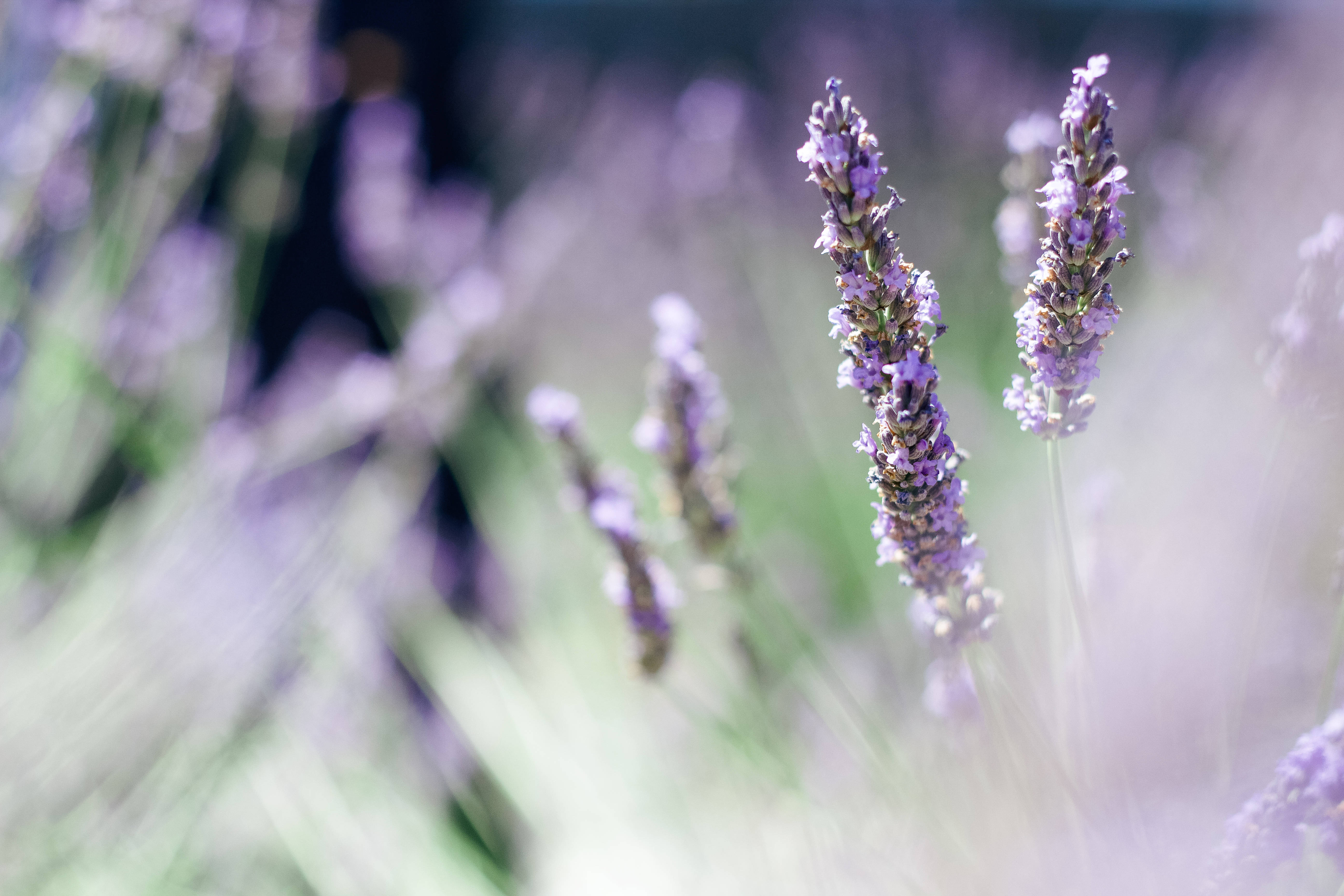 Tallo de Lavanda en Enfoque con Estética Relajante Fondos de pantalla