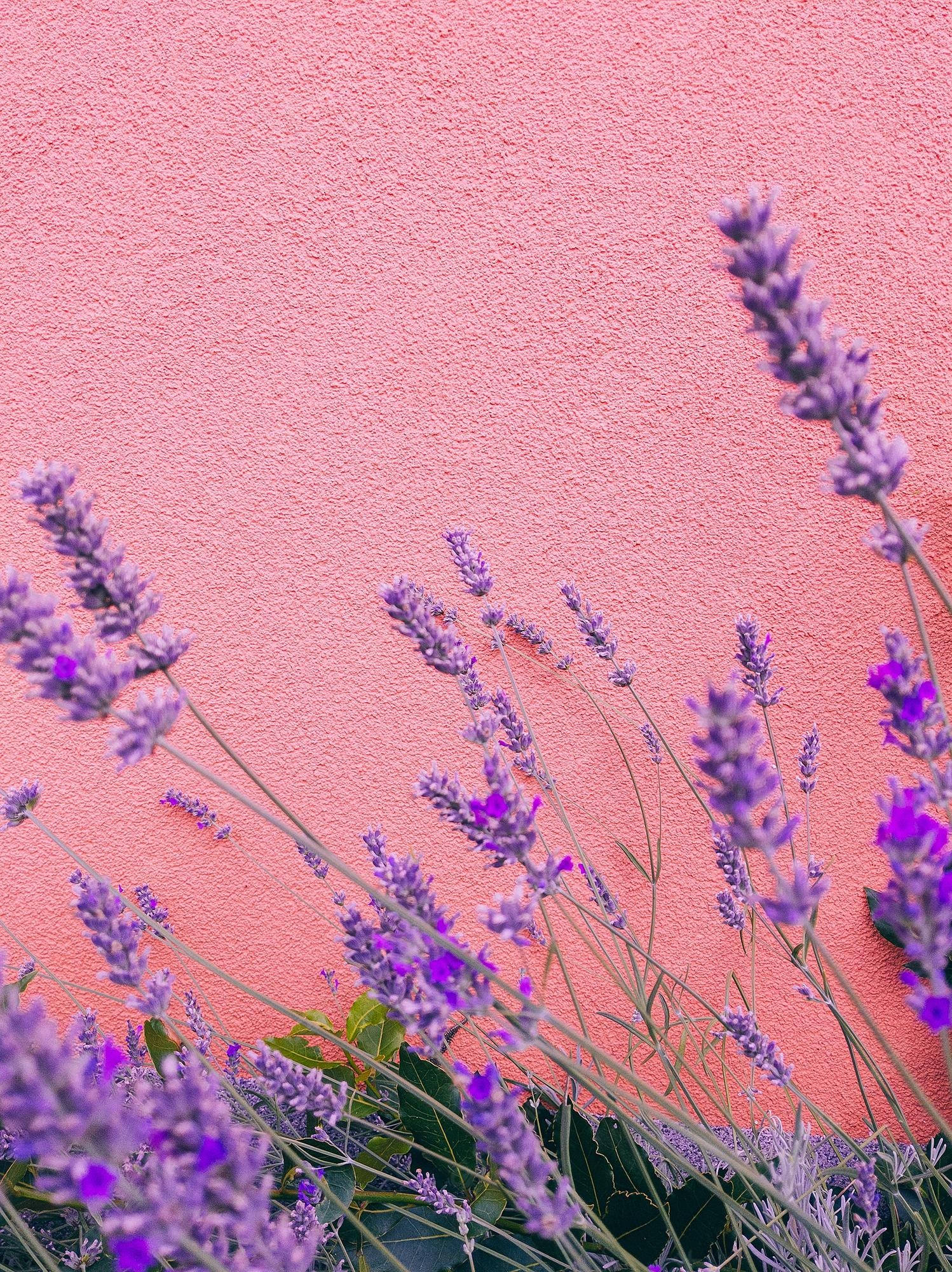 Tallos de Lavanda Estética Junto a la Pared Fondos de pantalla