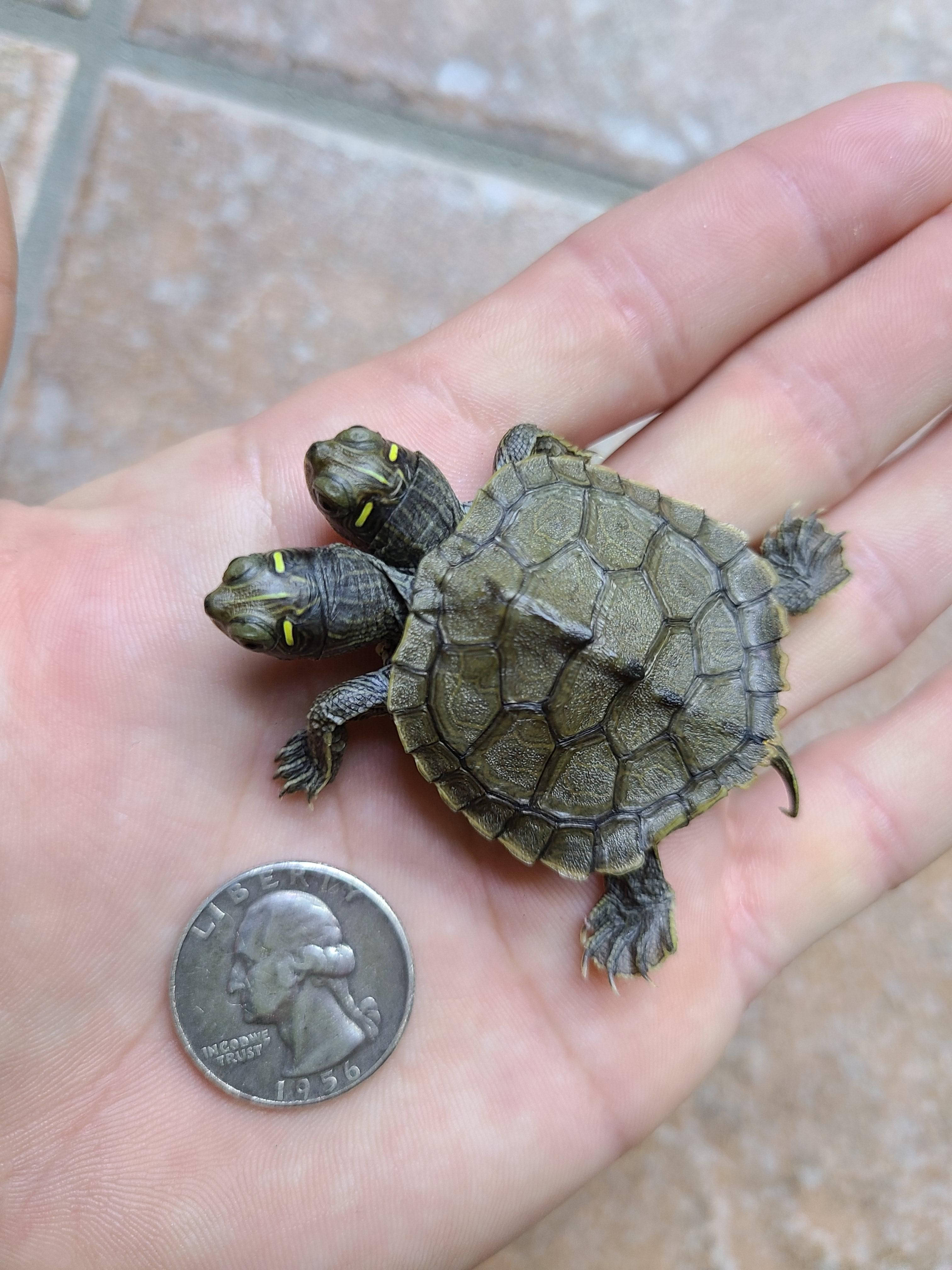 Tamaño de la Tortuga Mapa Falsa de Dos Cabezas Fondos de pantalla