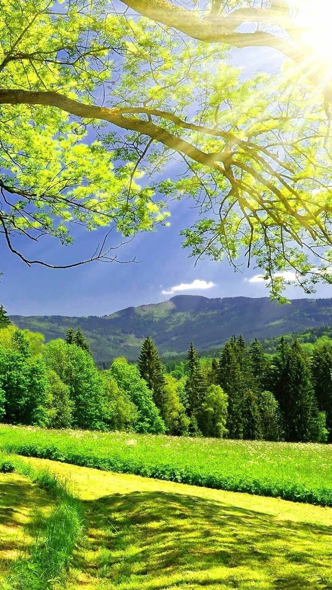 Teléfono en la naturaleza bajo un árbol con montañas Fondos de pantalla