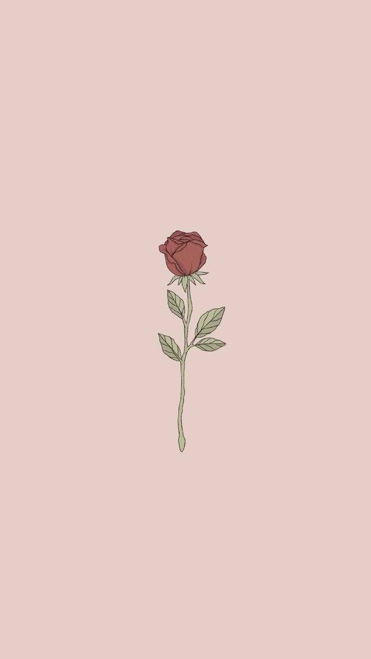Teléfono Estético Rosa Linda Fondos de pantalla