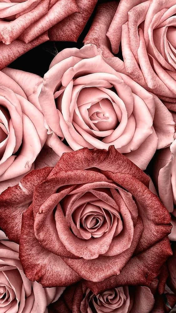 Tema de Rosas Rosa Oro Rosa Fondos de pantalla