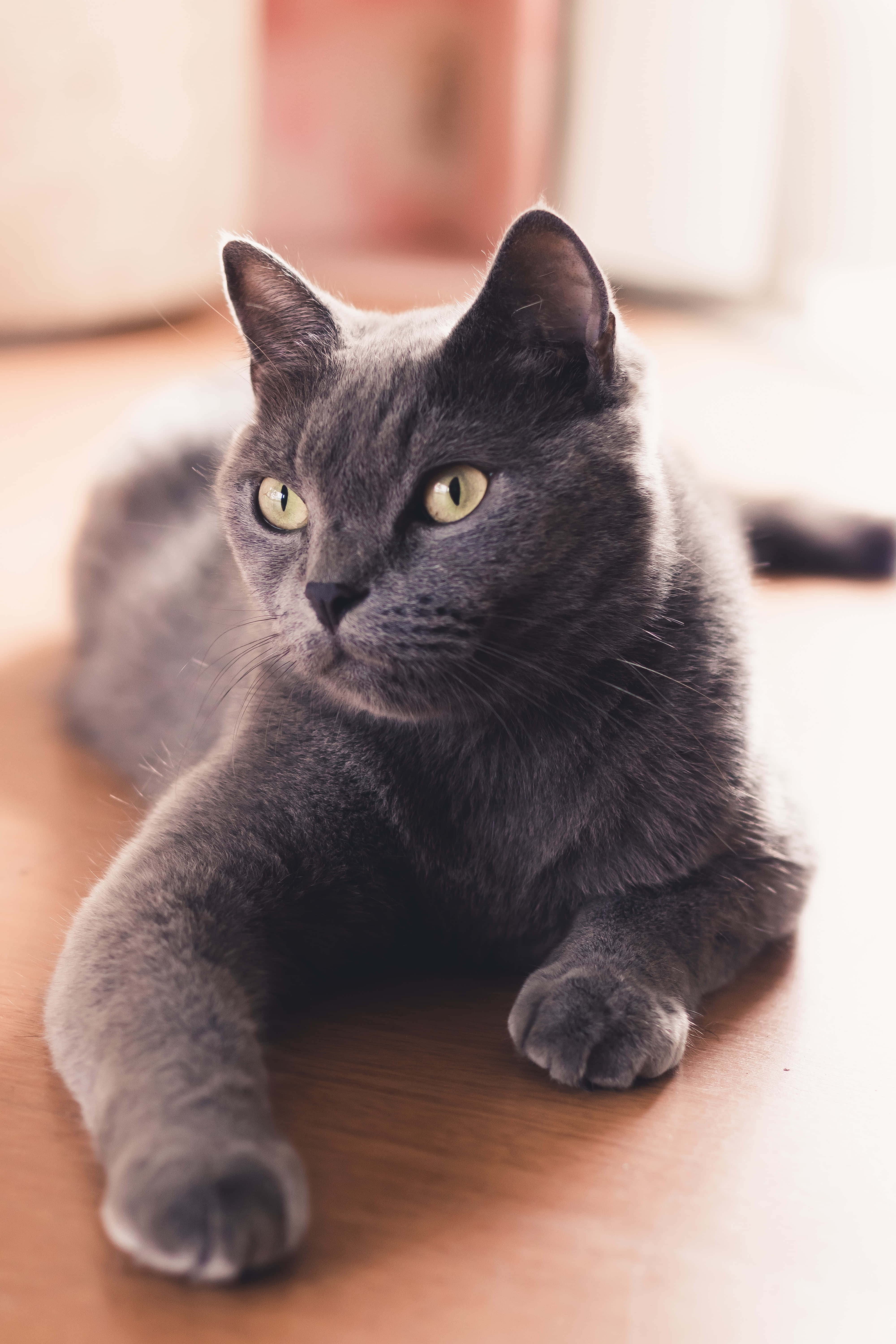 ¡Ternura desatada! Adorable gatito azul ruso Fondos de pantalla