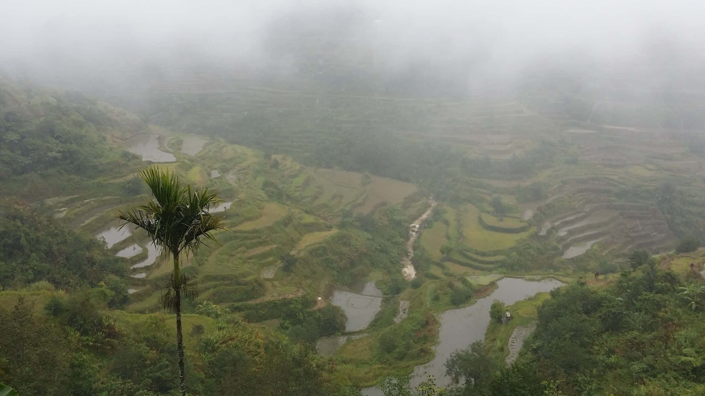 Terrazas de arroz de Banaue con niebla en Filipinas Fondos de pantalla
