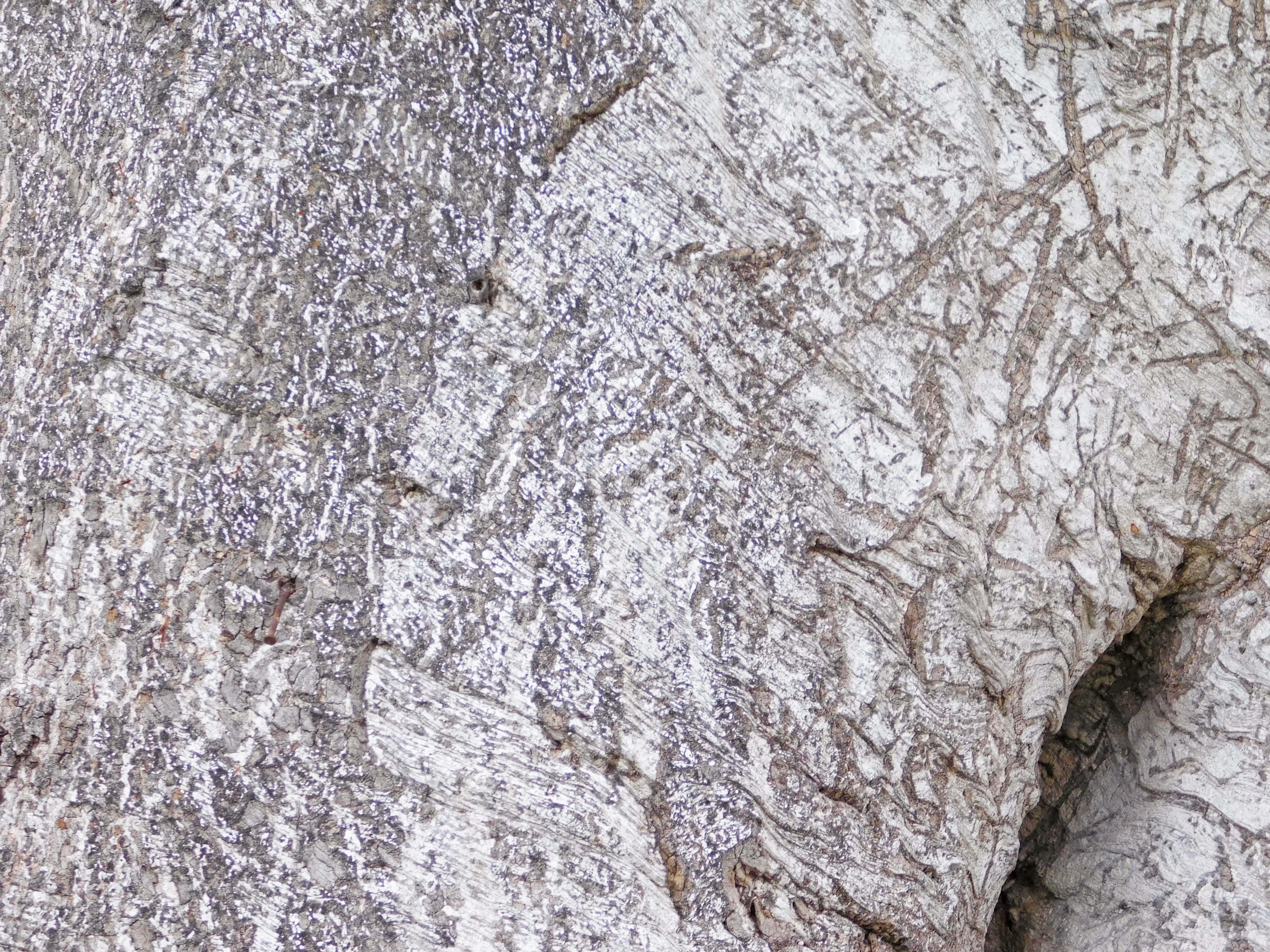 Textura de tronco de árbol Fondos de pantalla