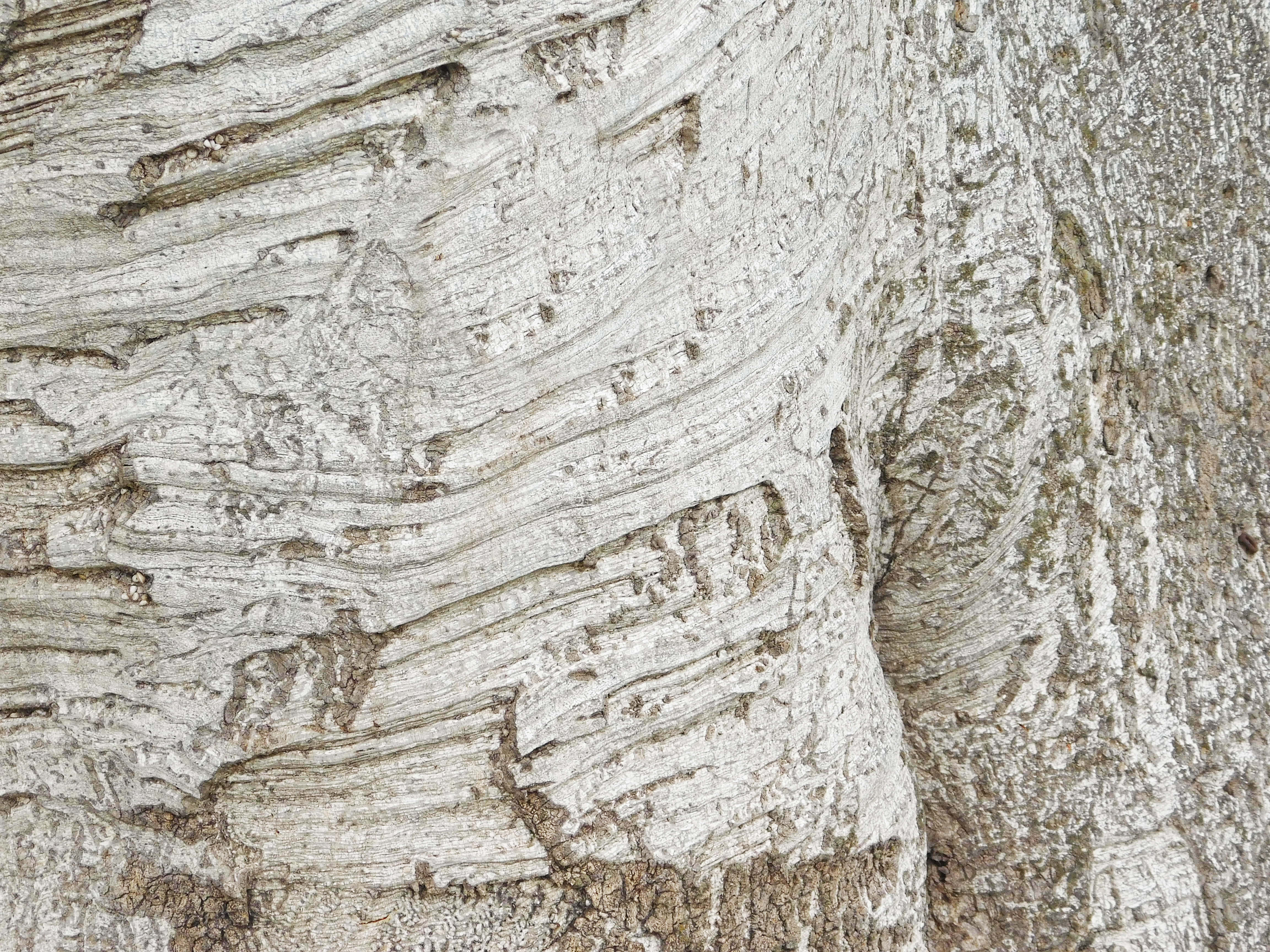 Textura de tronco de árbol Fondos de pantalla