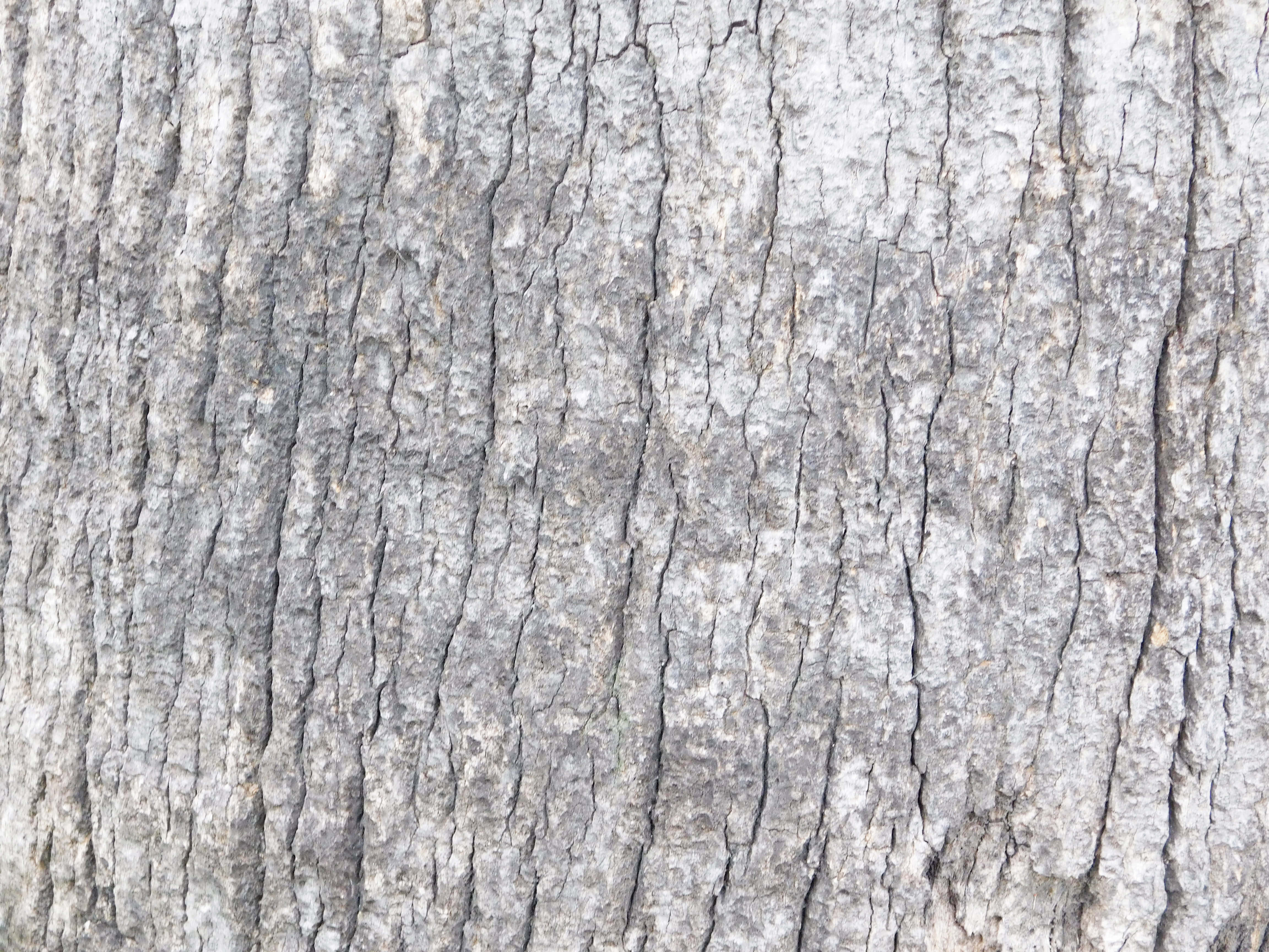 Textura de tronco de árbol Fondos de pantalla