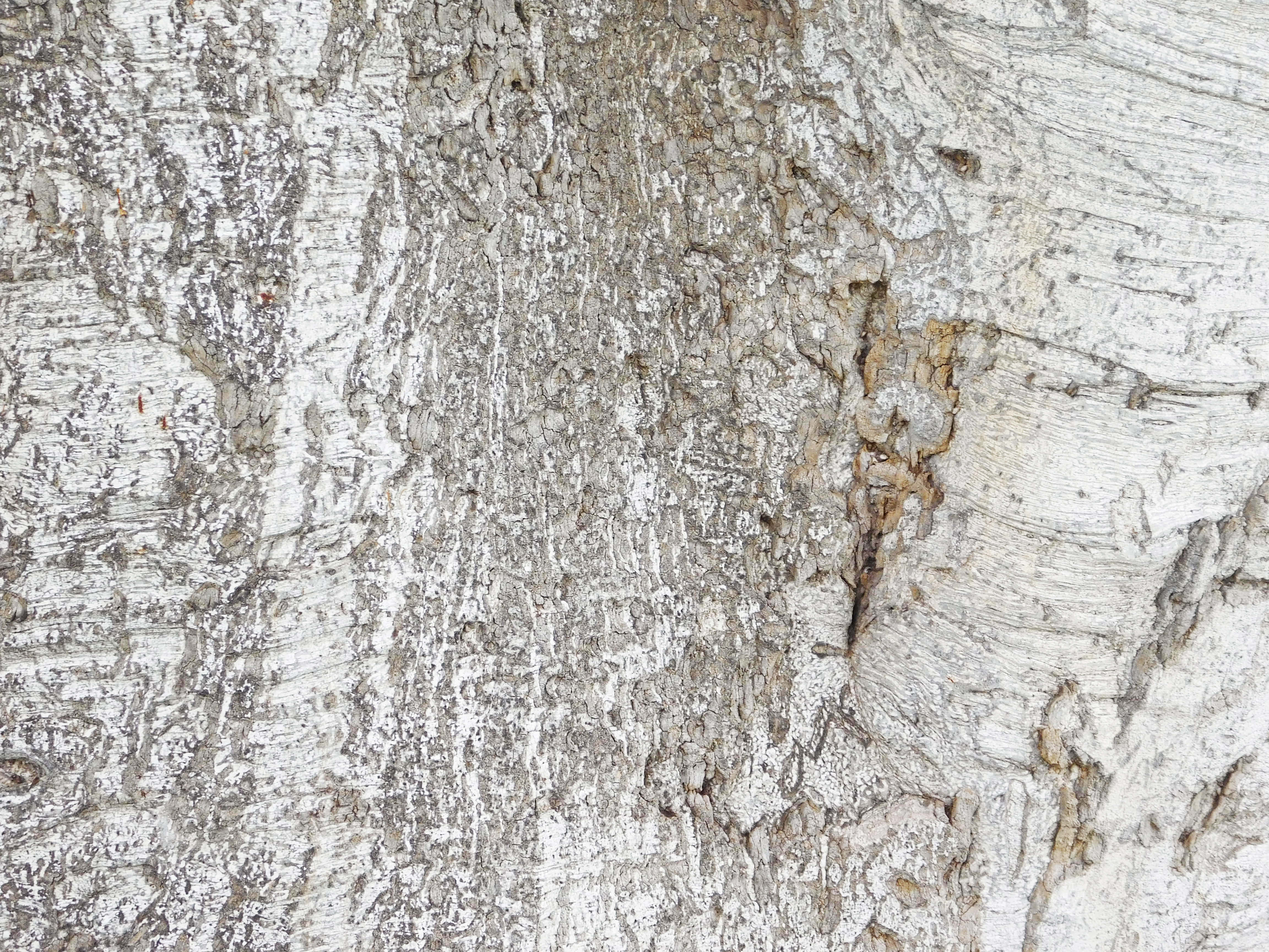 Textura de tronco de árbol Fondos de pantalla