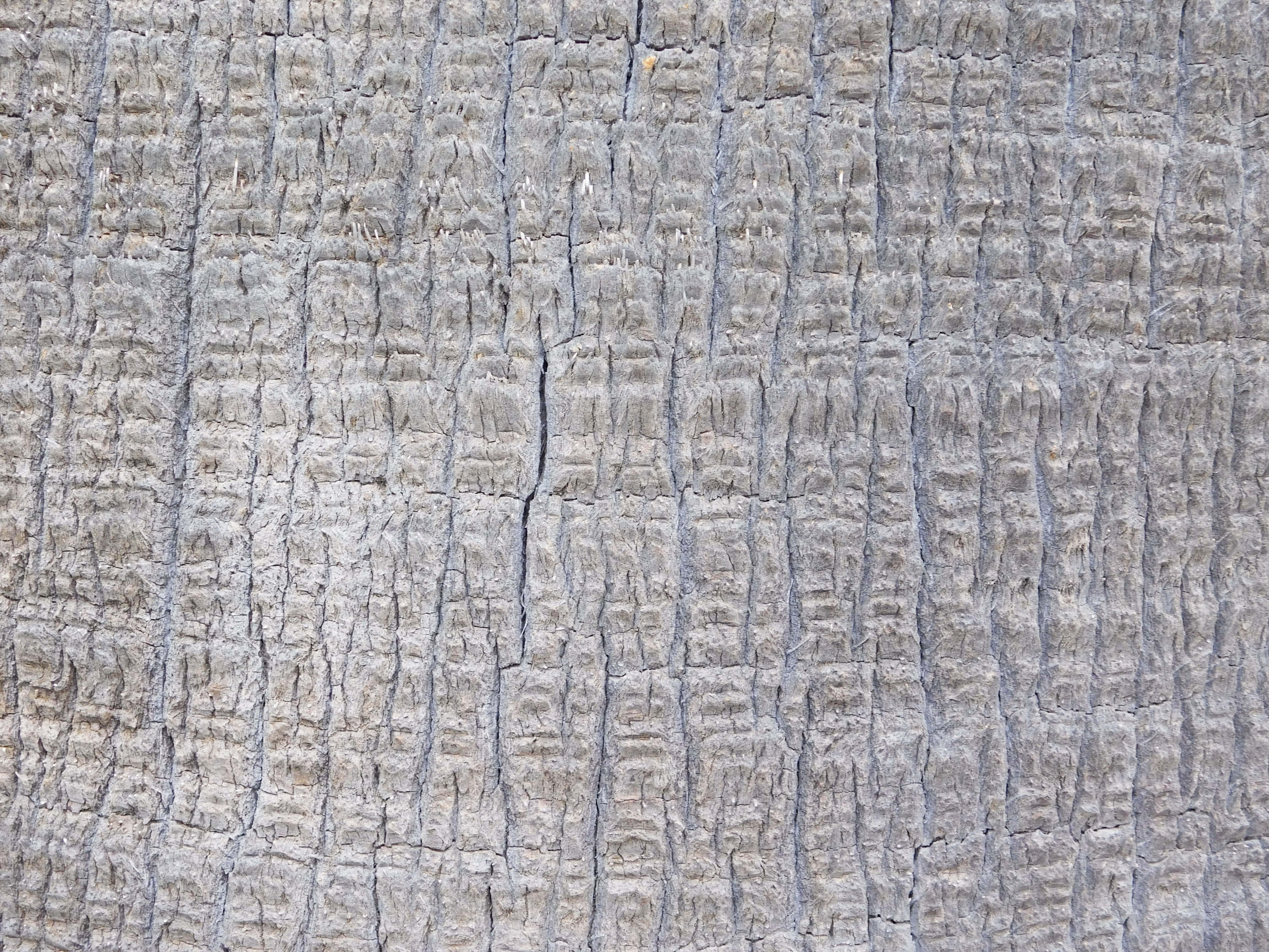 Textura de tronco de árbol Fondos de pantalla