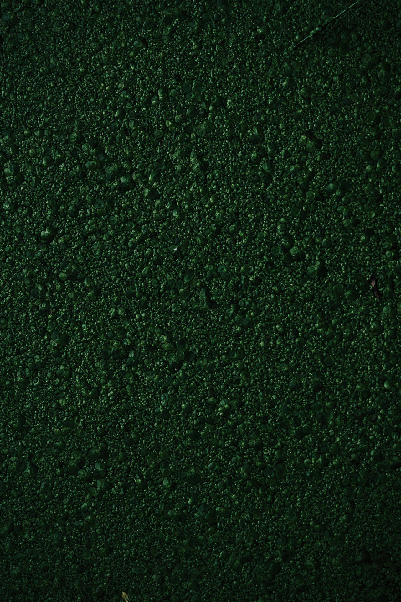 Textura verde de musgo rugoso Fondos de pantalla