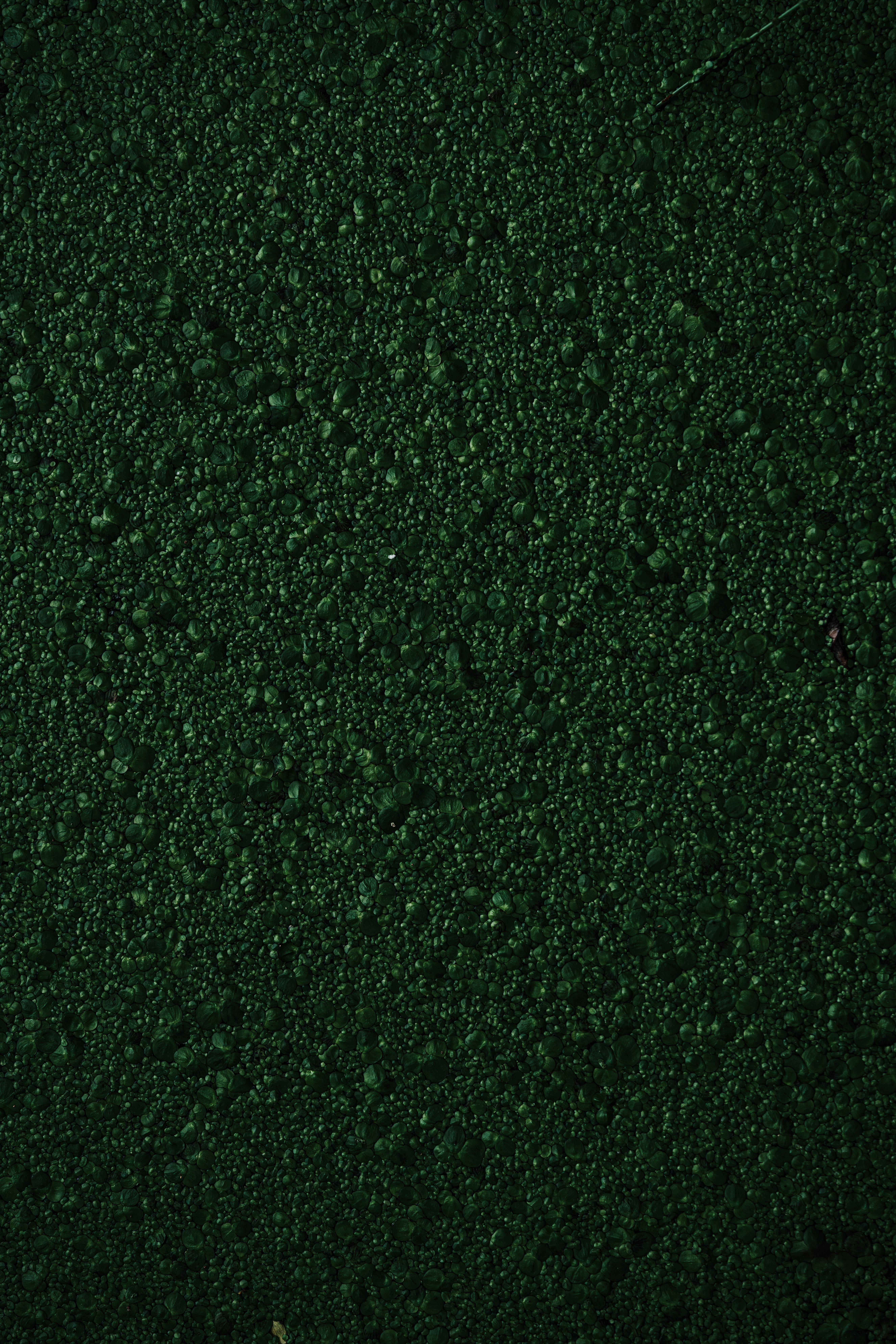 Textura verde de musgo rugoso Fondos de pantalla