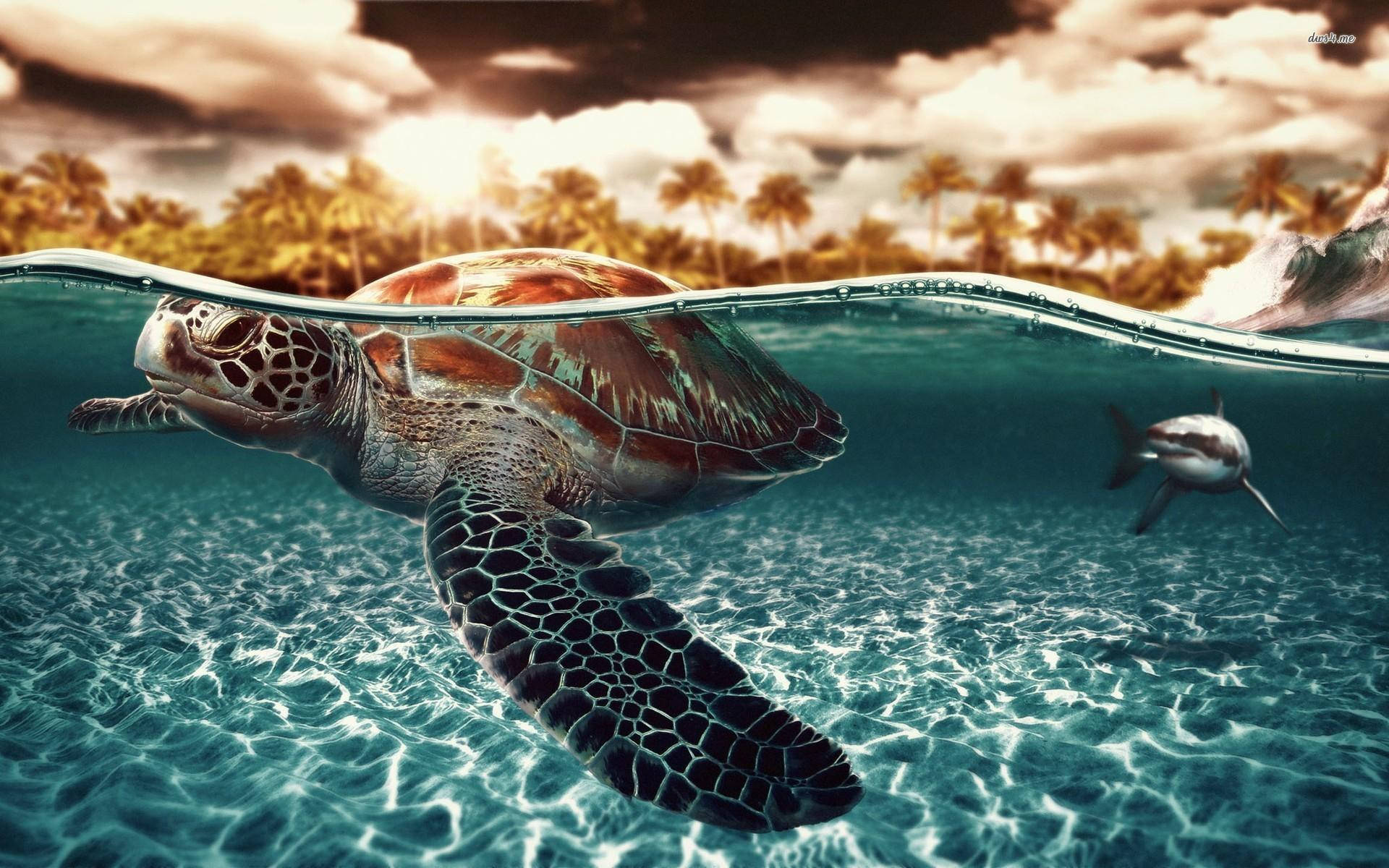 Tiburón detrás de tortuga marina Fondos de pantalla