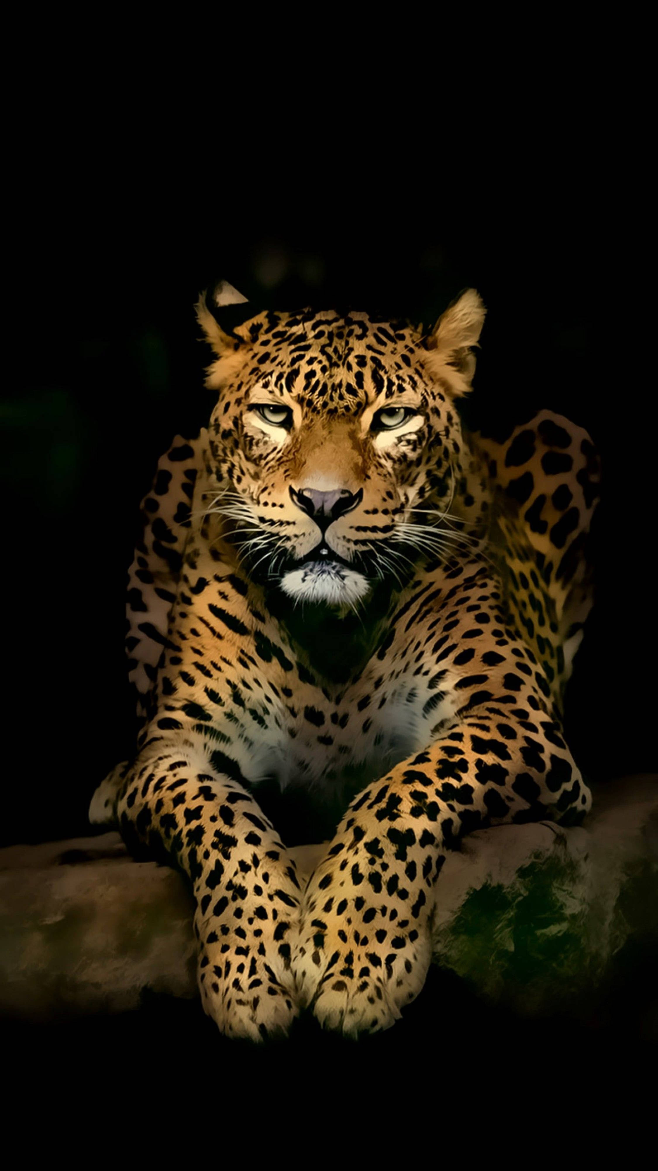 Tigre 4K para Móvil Fondos de pantalla