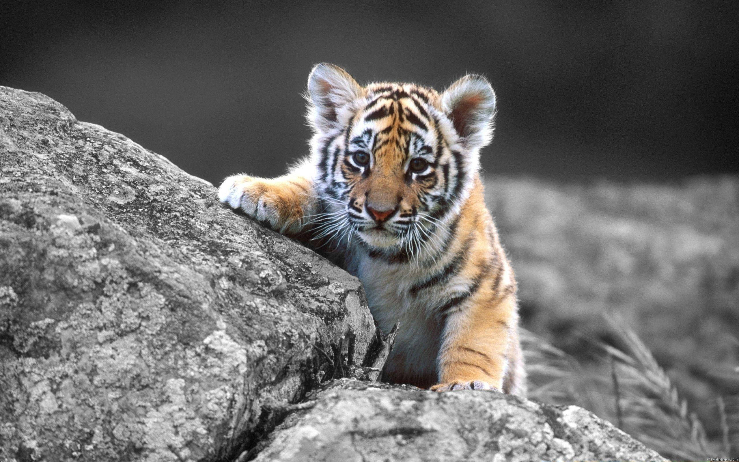Tigre Bebé Pantalla Completa HD Escritorio Fondos de pantalla