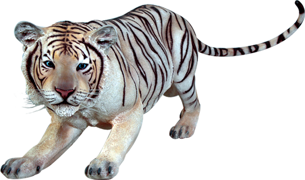 Tigre blanco acechando Fondos de pantalla