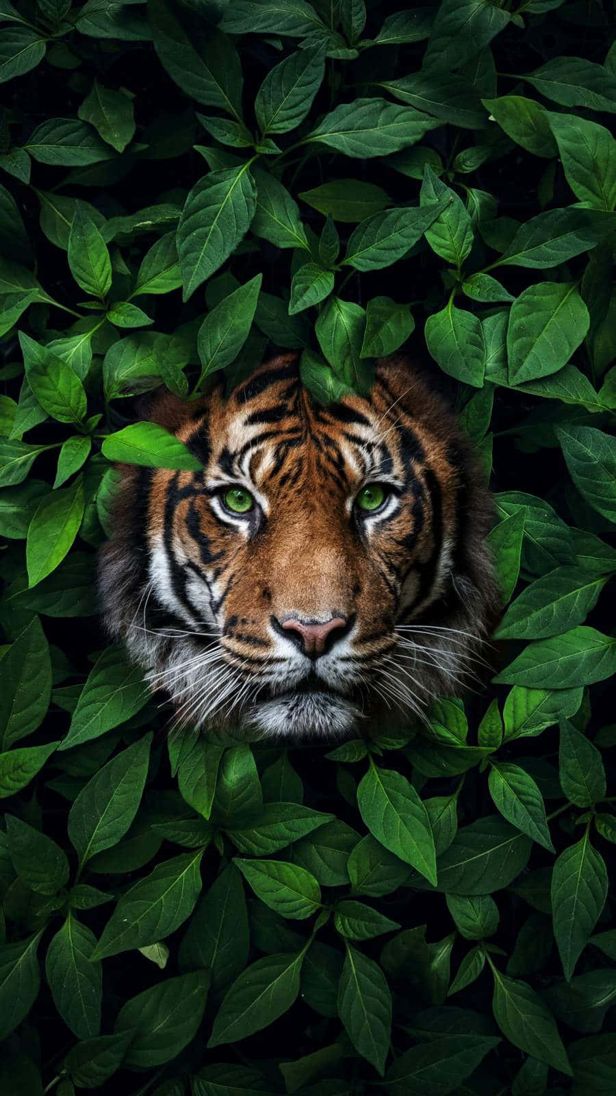 Tigre con ojos verdes entre arbustos Fondos de pantalla