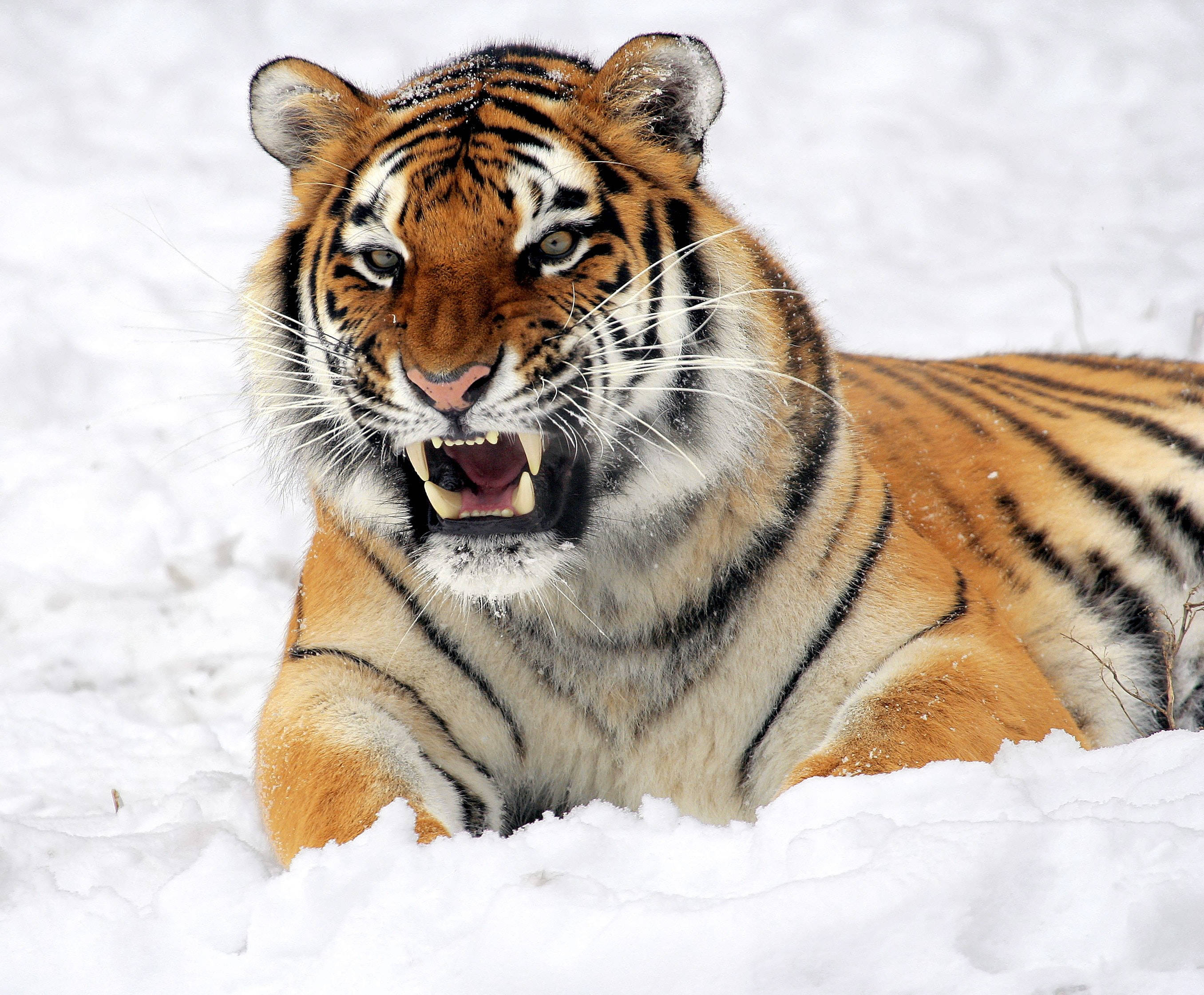 Tigre de Colmillos Afilados y Enfadado HD Sobre Nieve Fondos de pantalla