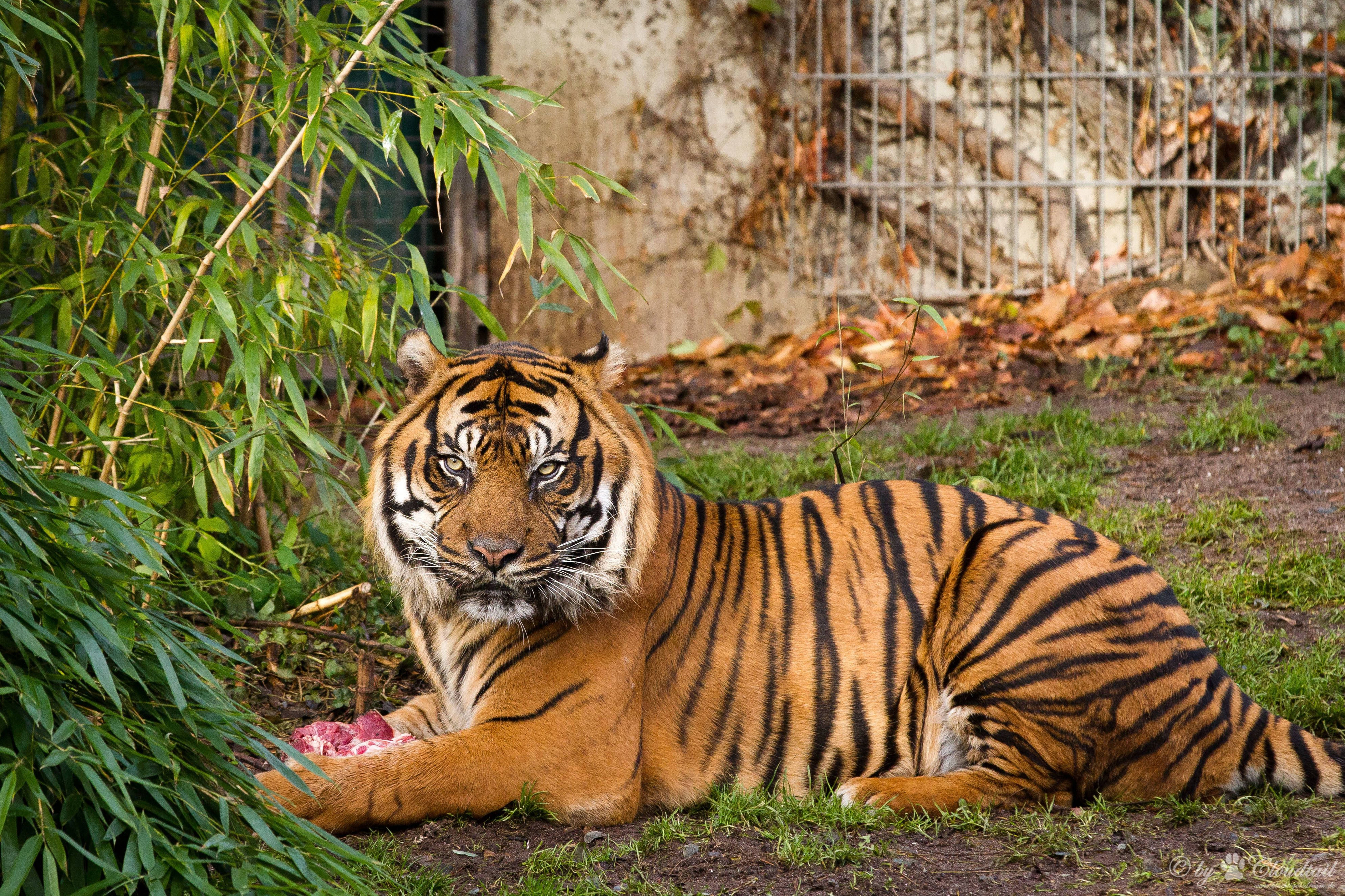 Tigre Depredador Carnívoro 8K UHD Fondos de pantalla