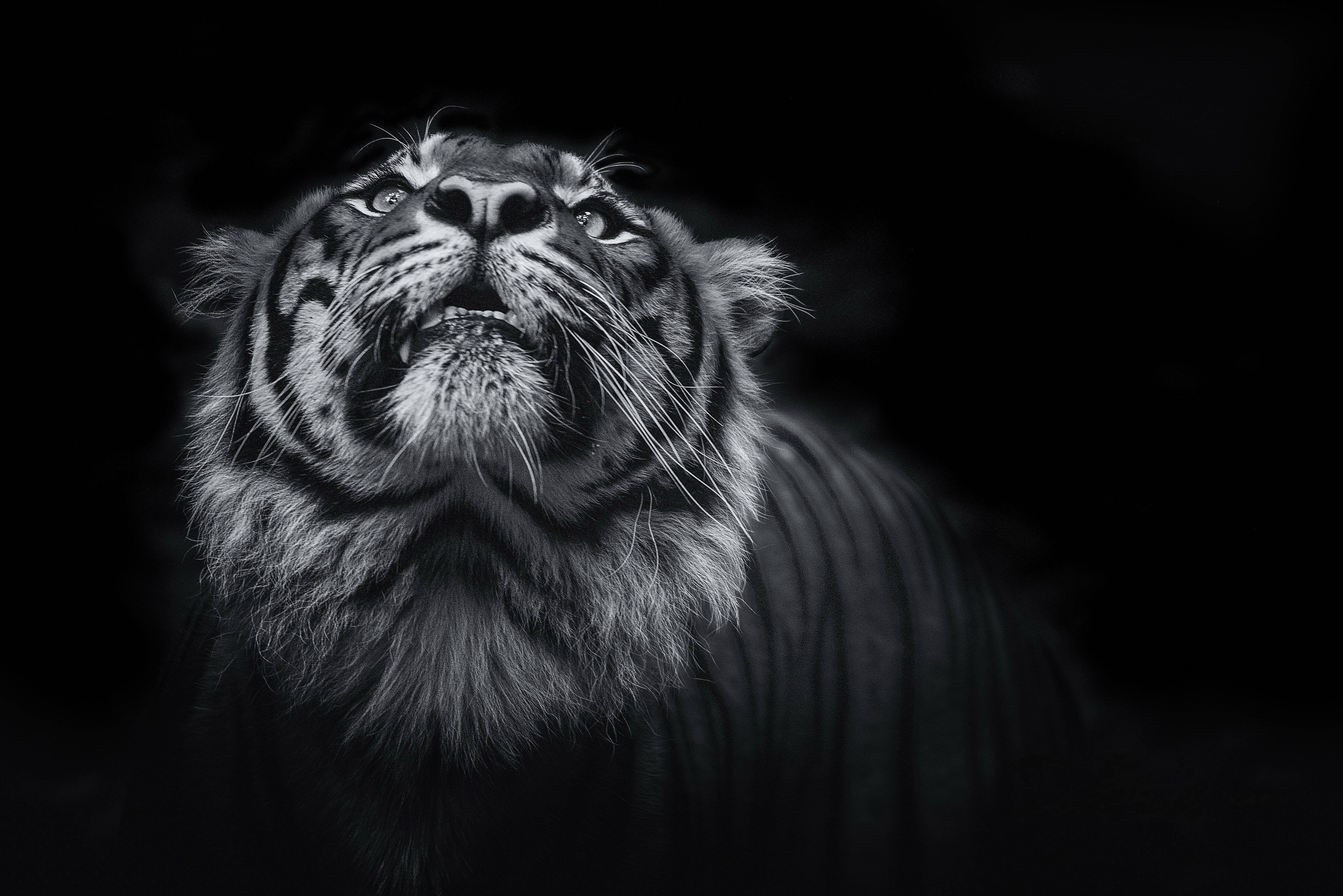 Tigre en escala de grises 8K UHD Fondos de pantalla