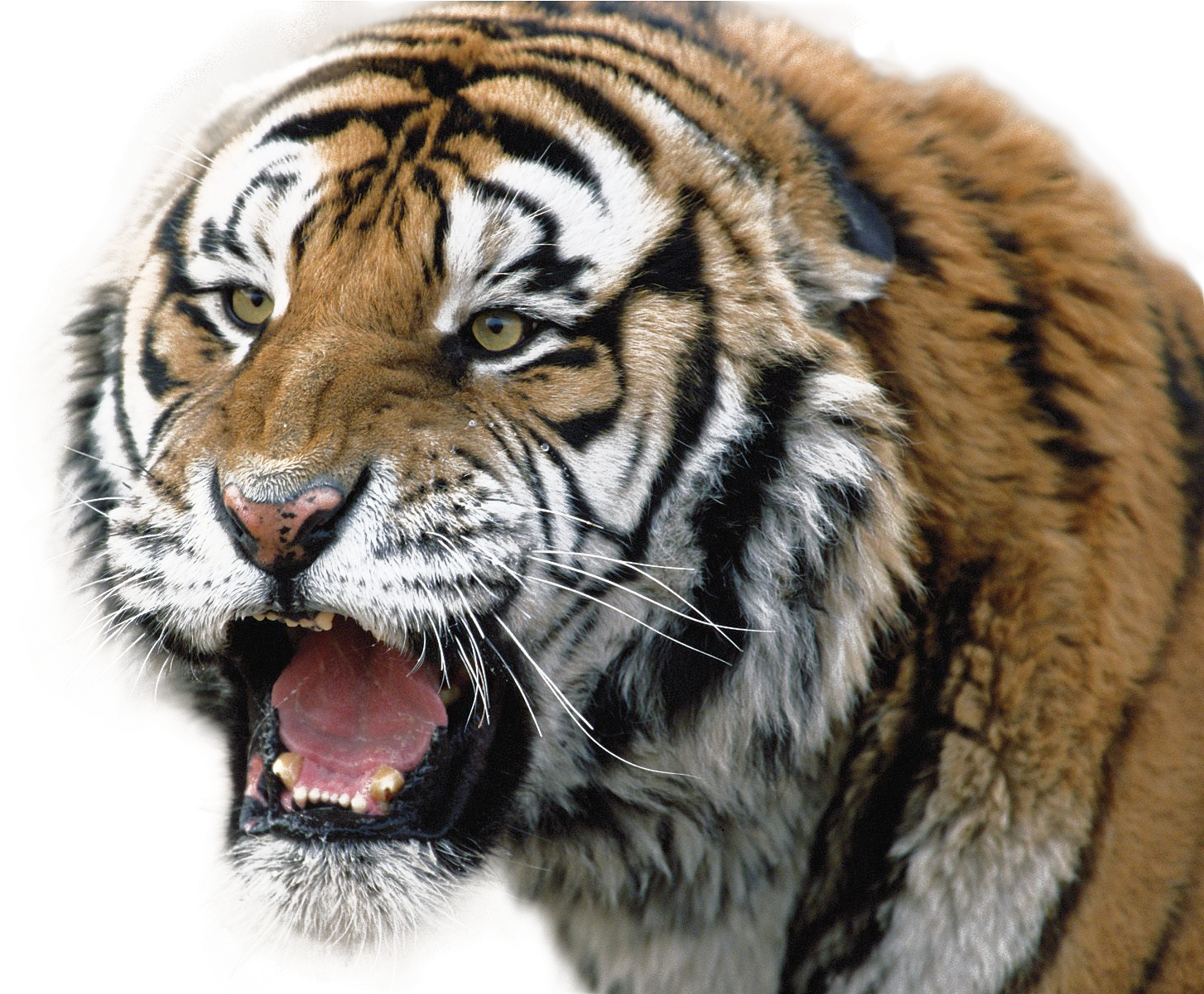 Tigre feroz gruñendo Fondos de pantalla