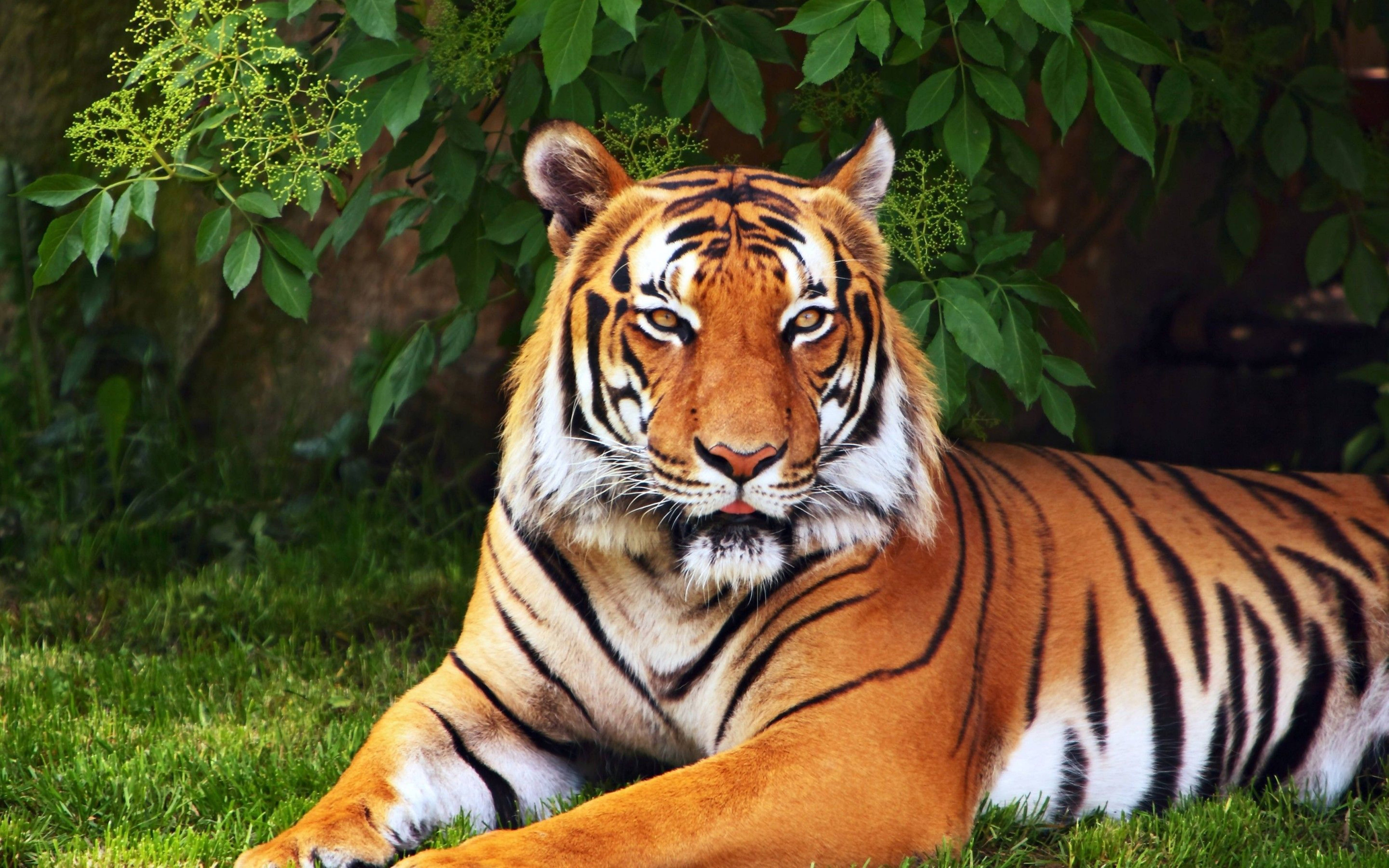 Tigre Hermoso 8K UHD Fondos de pantalla