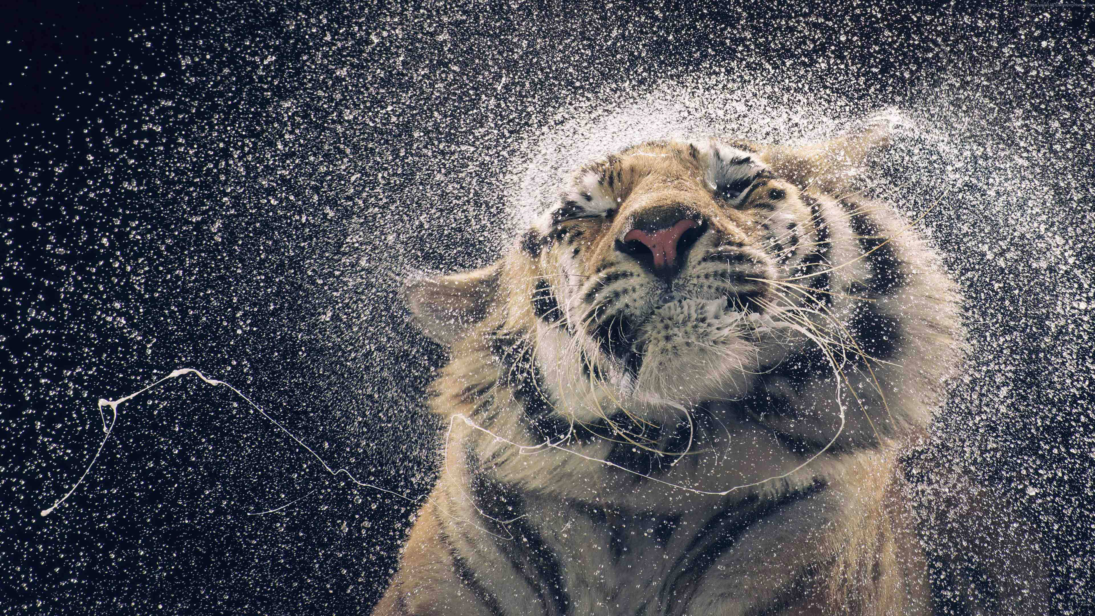 Tigre Impresionante en HD Salpicando Agua Fondos de pantalla