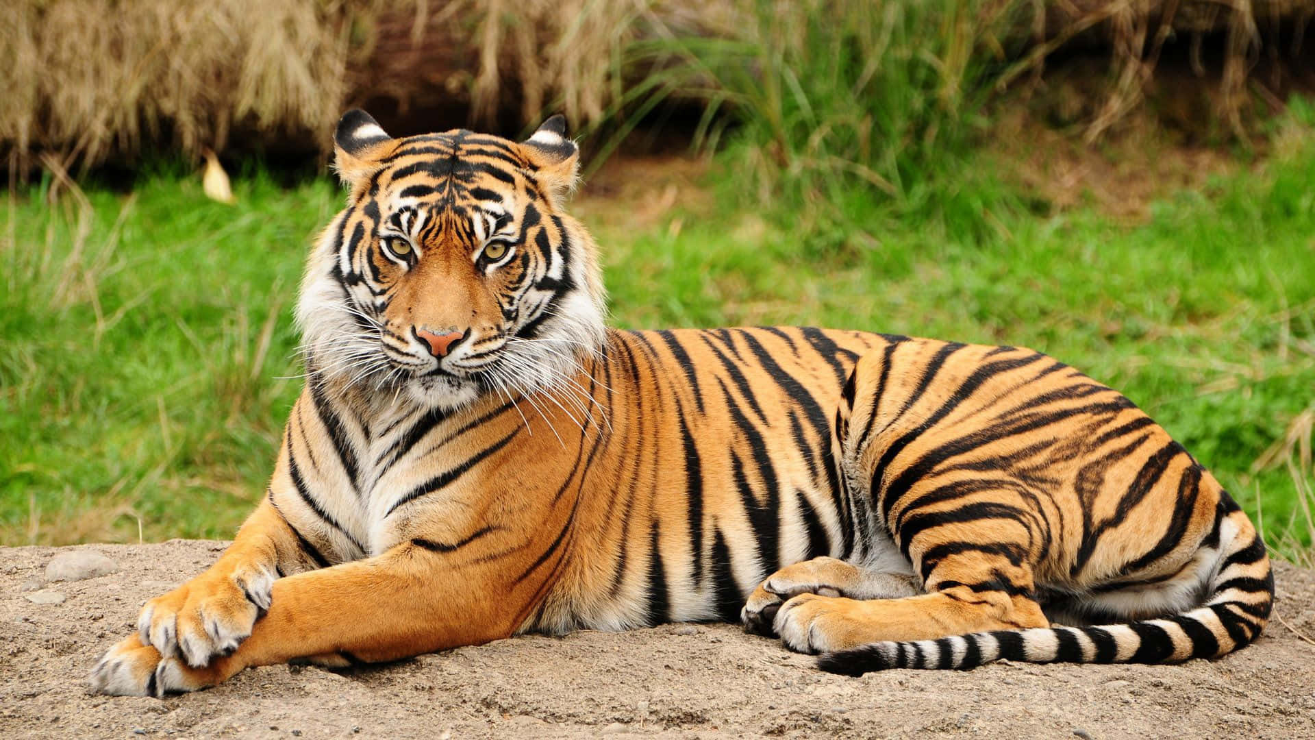 Tigre indio sentado en el pasto Fondos de pantalla