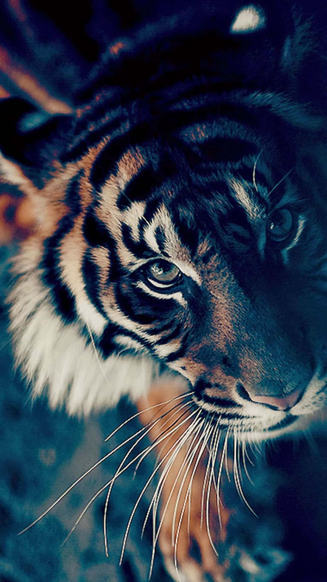 Tigre Lindo Asombroso Arte Imagen Fondos de pantalla