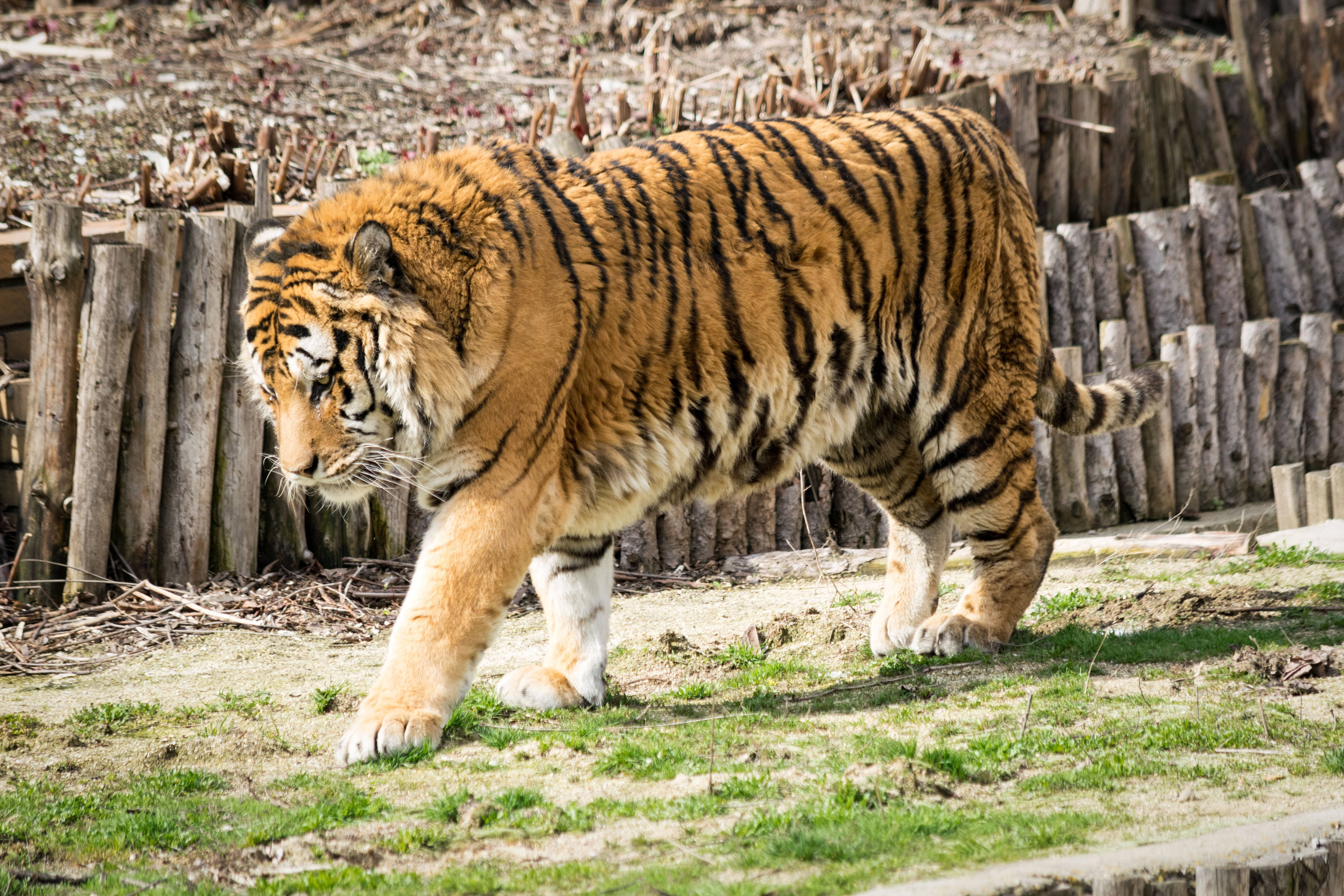Tigre Musculoso 8K UHD Fondos de pantalla